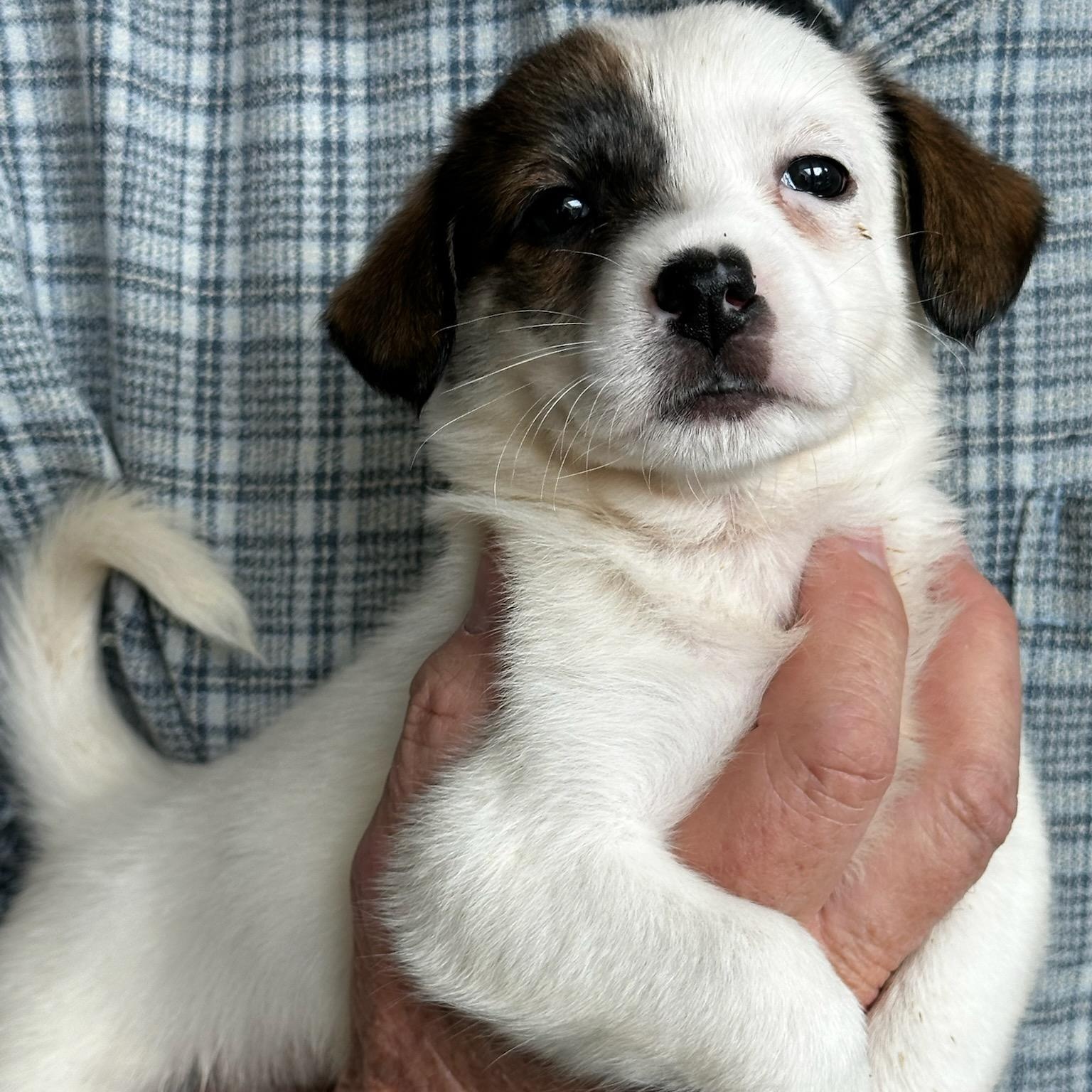 Harper, an adopted mixed breed in Dallas, TX image 3/5