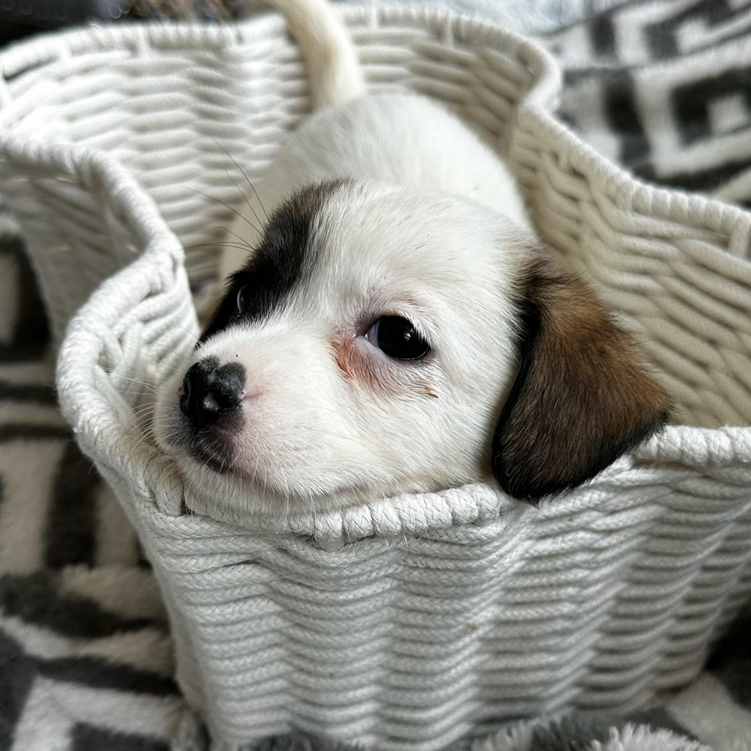 Harper, an adopted mixed breed in Dallas, TX image 2/5