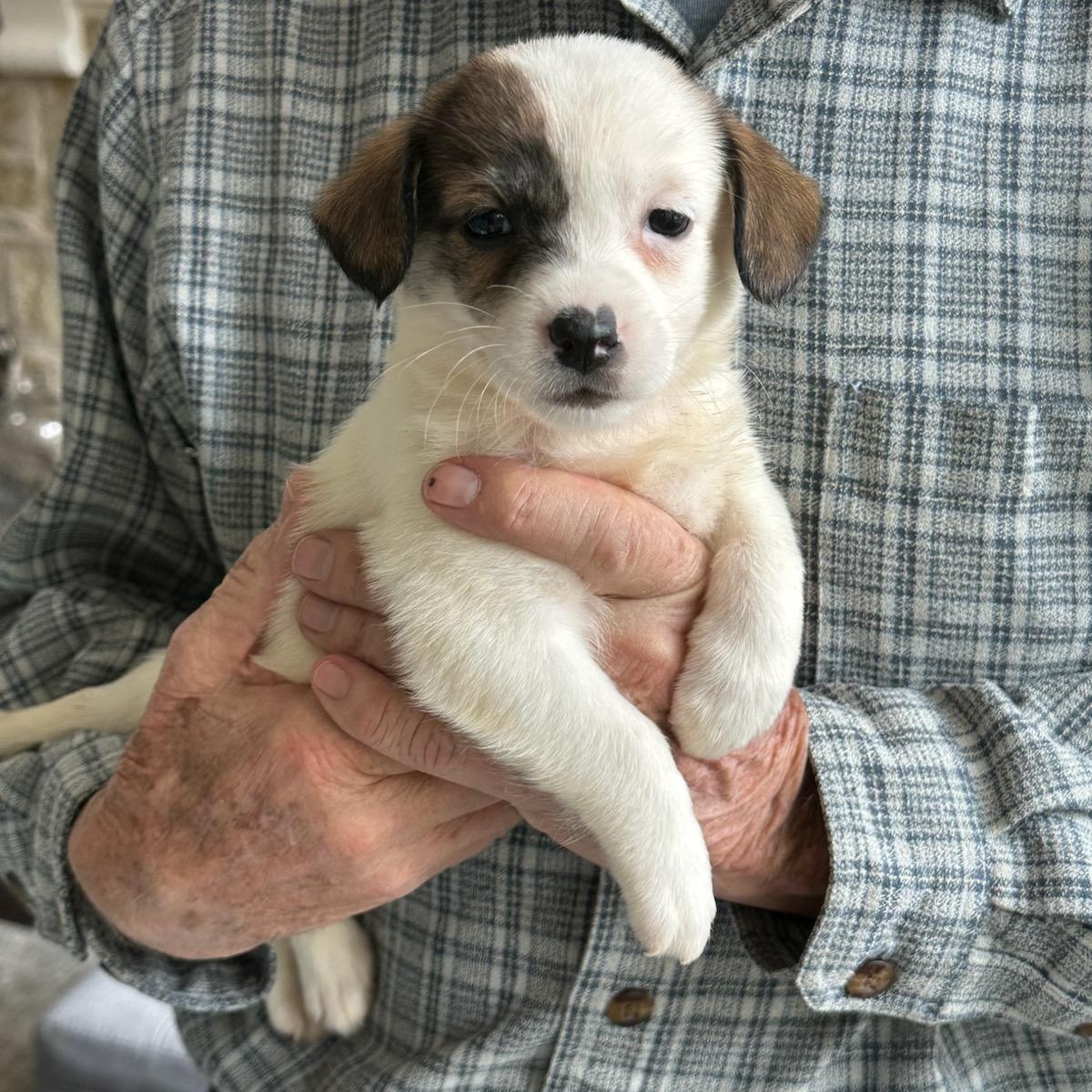 Harper, an adopted mixed breed in Dallas, TX image 1/5