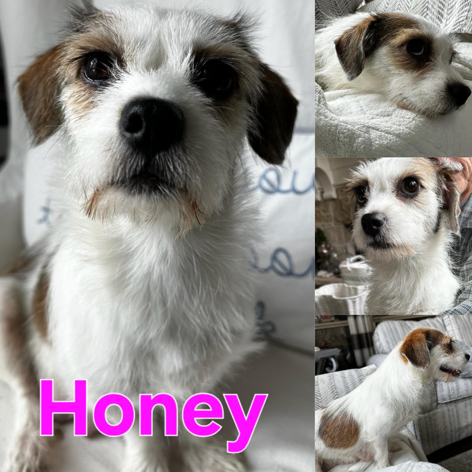 Harper, an adopted mixed breed in Dallas, TX image 5/5