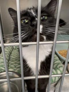 Ursula, Adult Male Domestic Short Hair