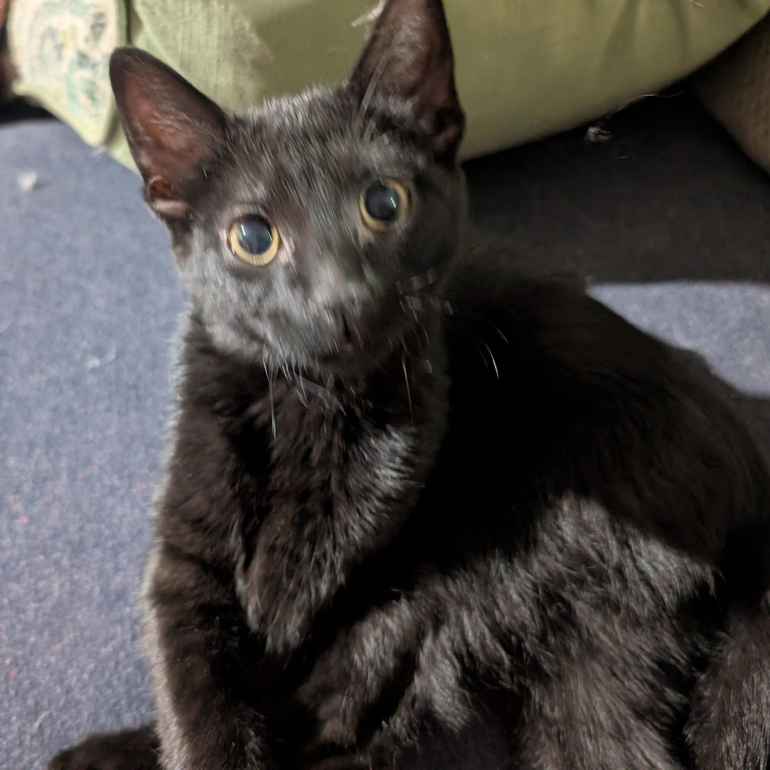 Rocky, a Adoptable Domestic Short Hair in Menasha, WI image 2/2