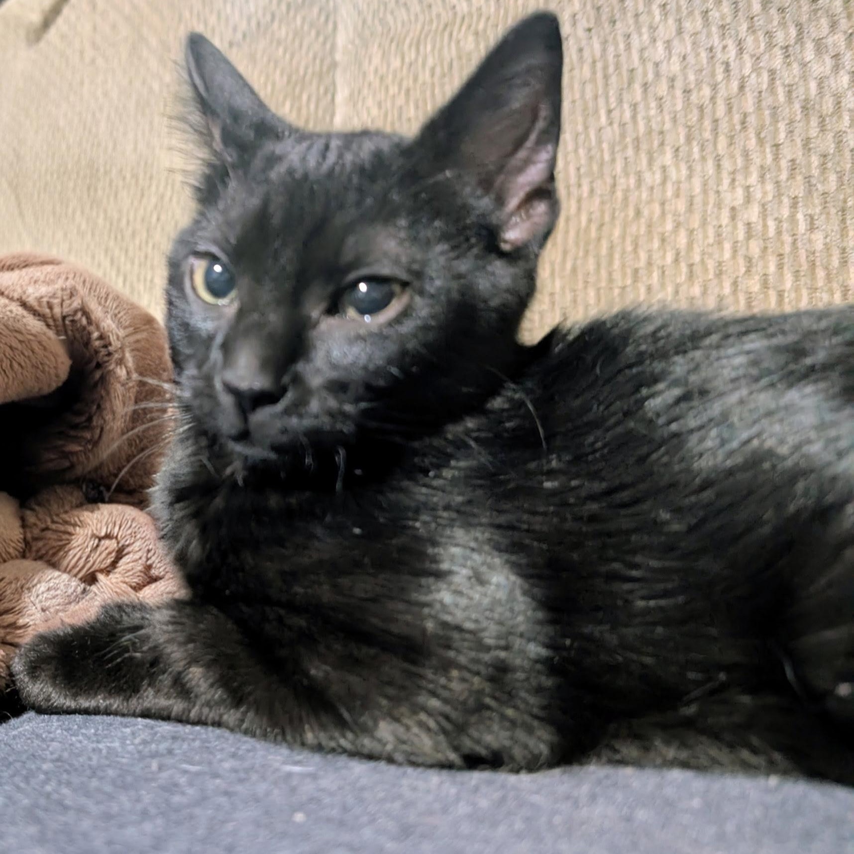 Rocky, Adoptable, Kitten Male Domestic Short Hair.