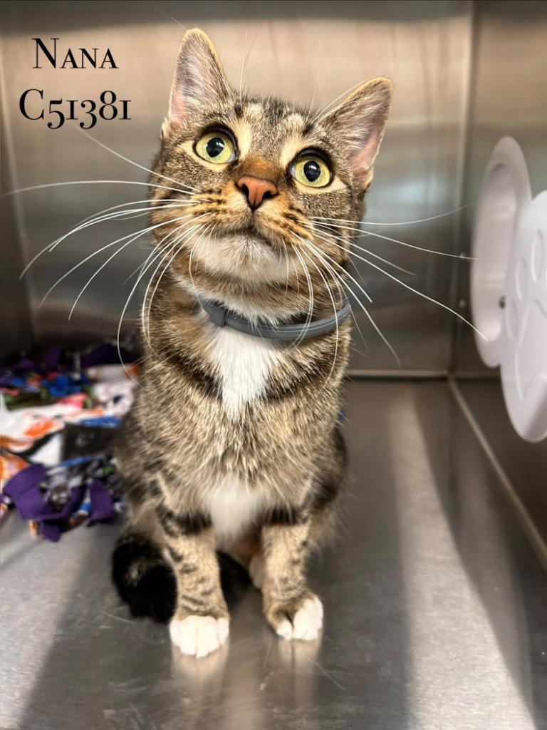 Enlarge Nana, a Adoptable mixed breed in Clarksville, TN image 1/1