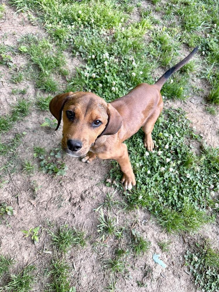 Wilson, Adoptable, Puppy Male Hound.
