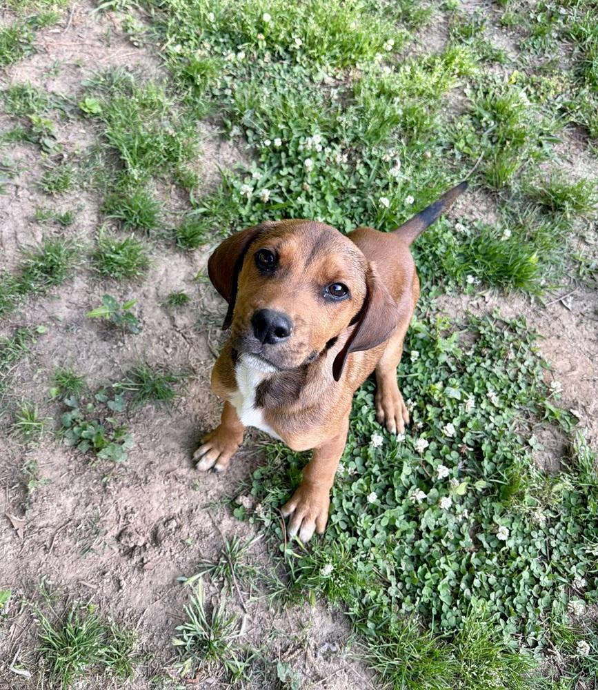 Wilson, a Adoptable mixed breed in Boston, MA image 2/6