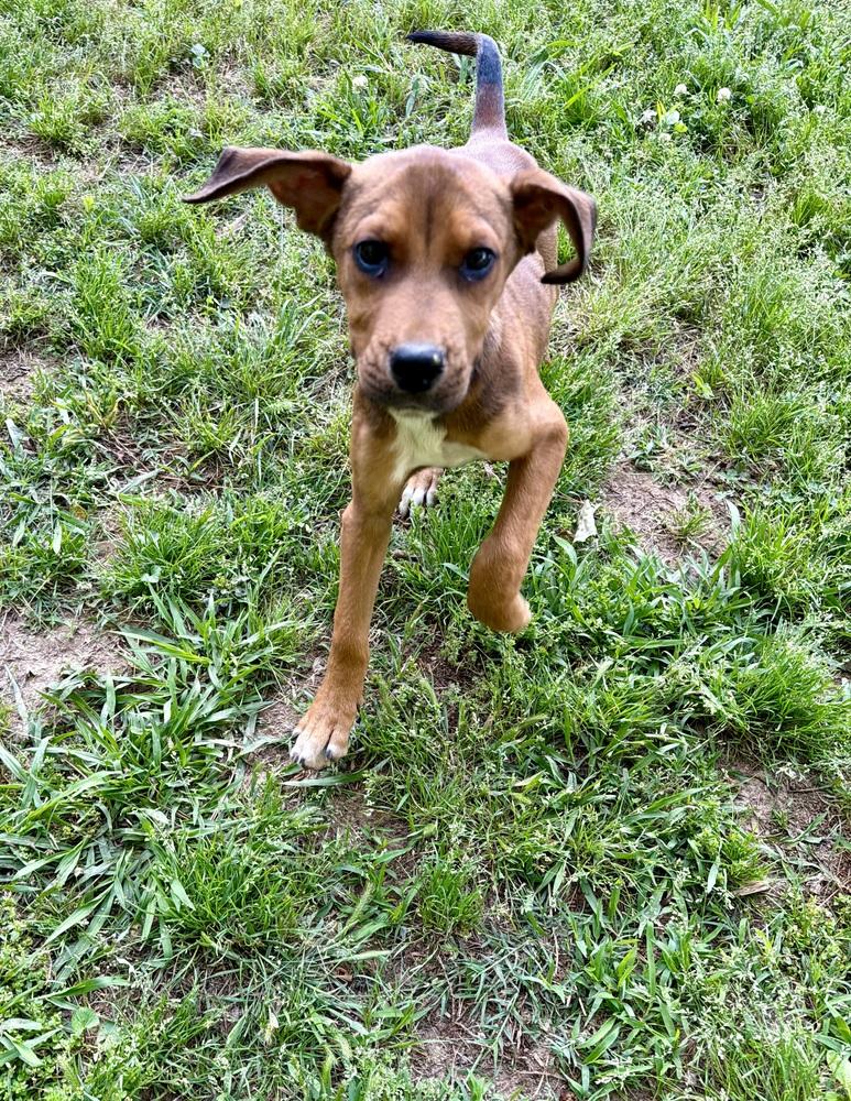 Wilson, a Adoptable mixed breed in Boston, MA image 3/6