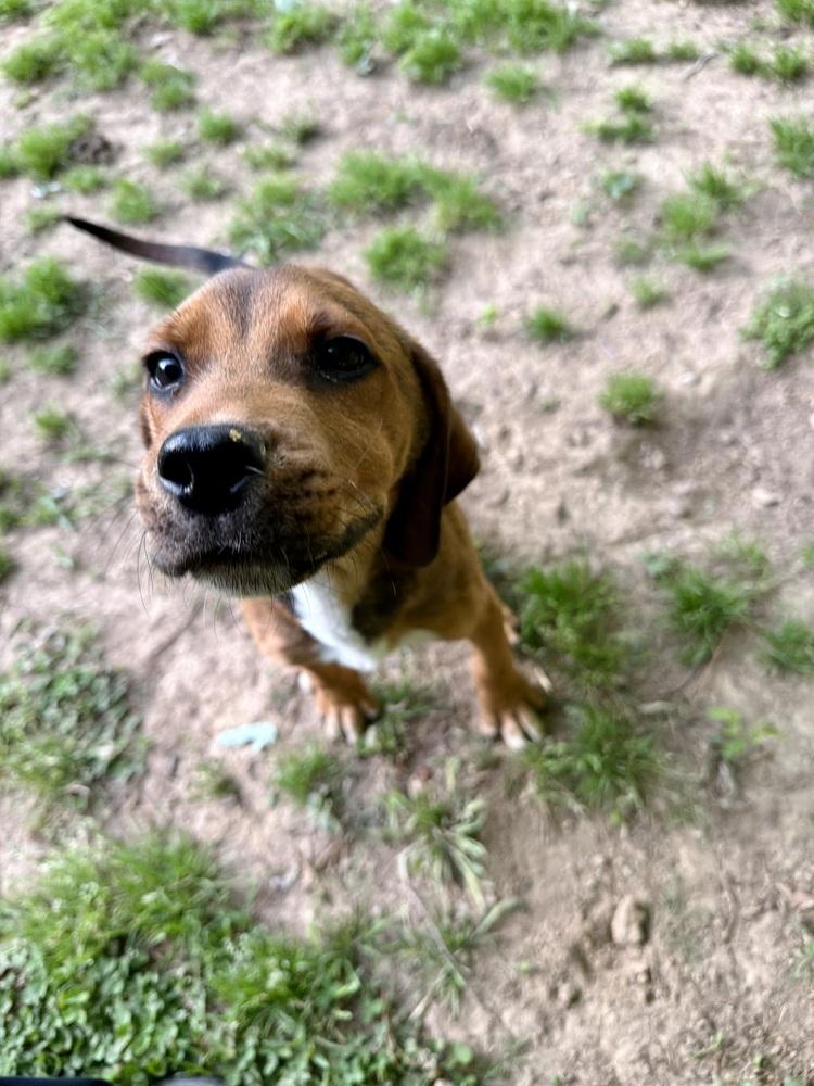 Wilson, a Adoptable mixed breed in Boston, MA image 4/6