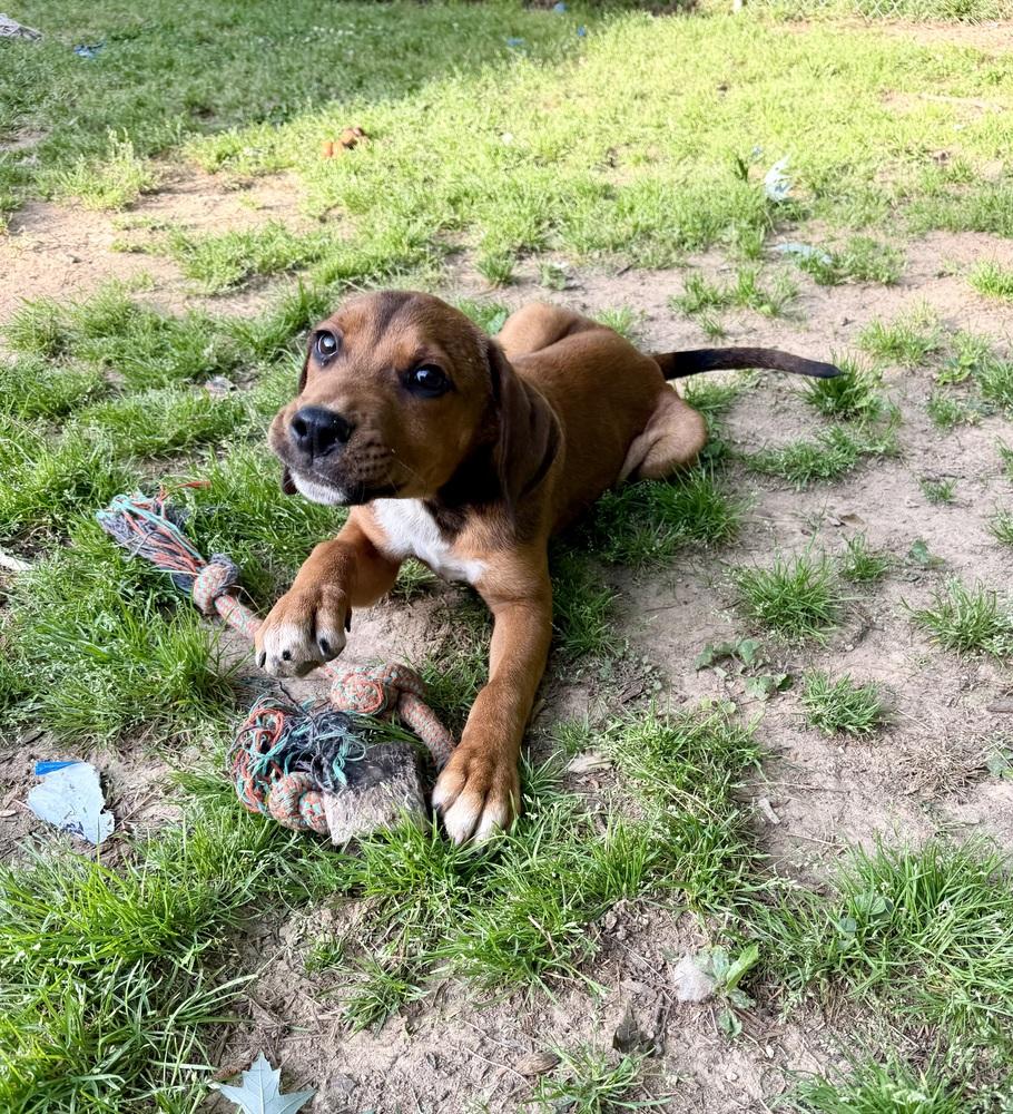 Wilson, a Adoptable mixed breed in Boston, MA image 5/6