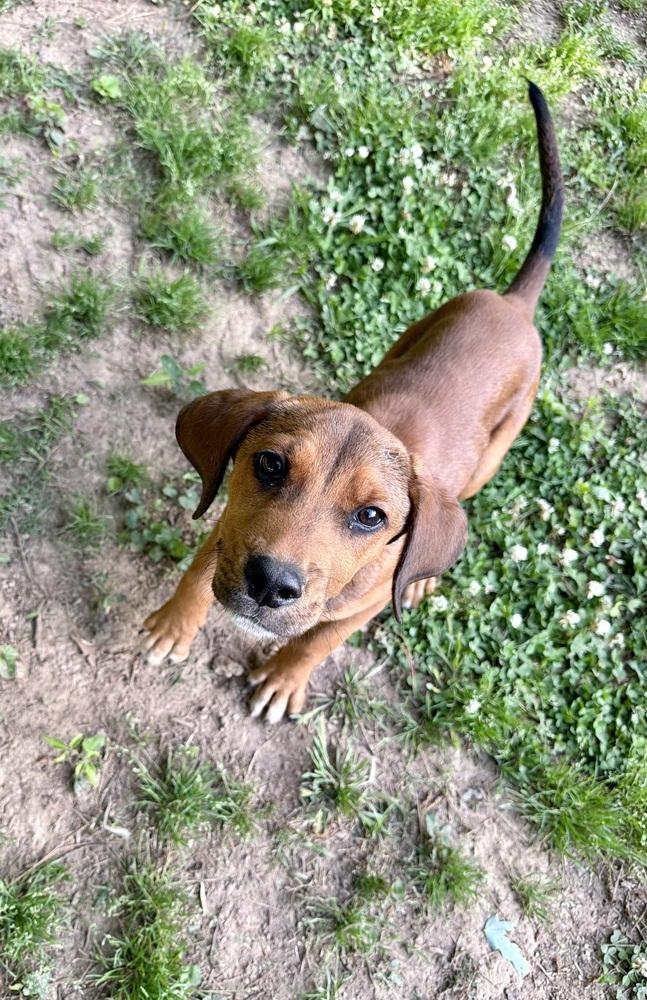 Wilson, a Adoptable mixed breed in Boston, MA image 6/6