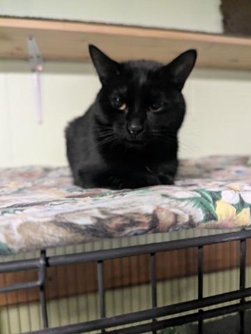 Amery, Adoptable, Young Female Domestic Short Hair.