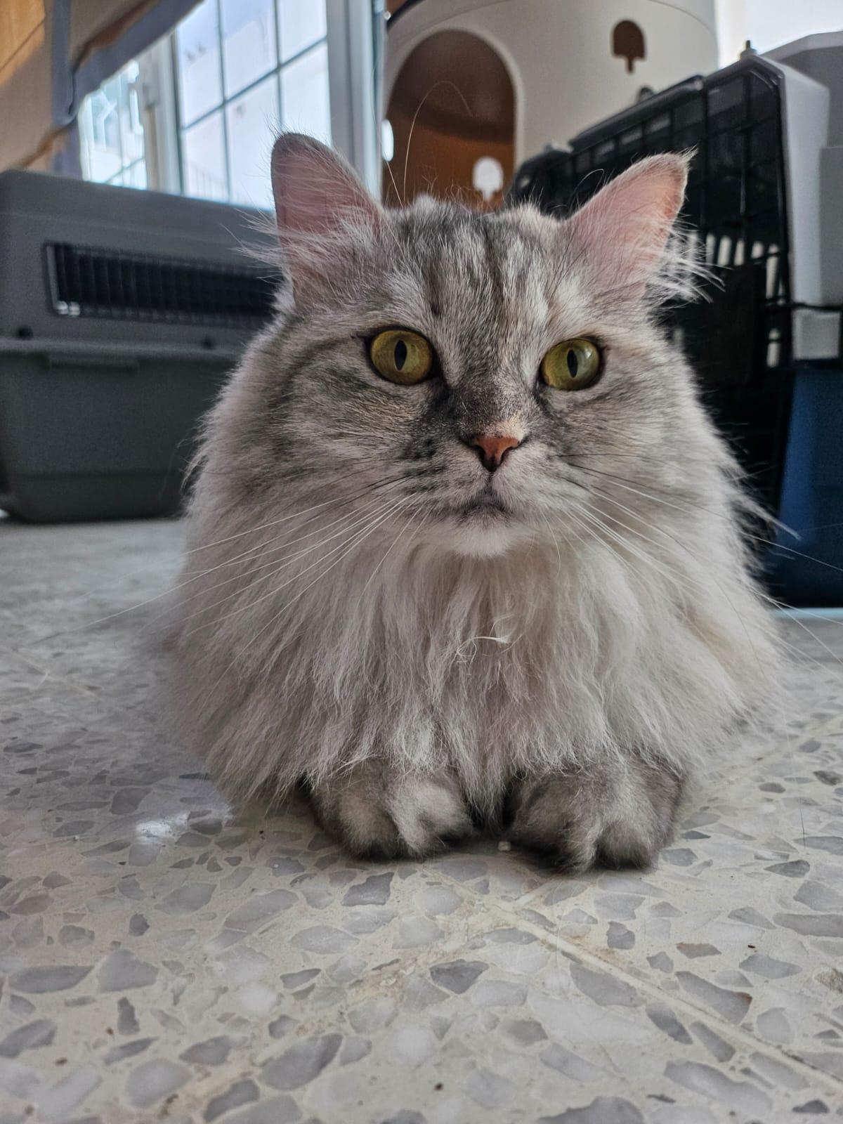 Enlarge Dreamfyre, an adopted Domestic Long Hair in Princeton, NJ image 5/6