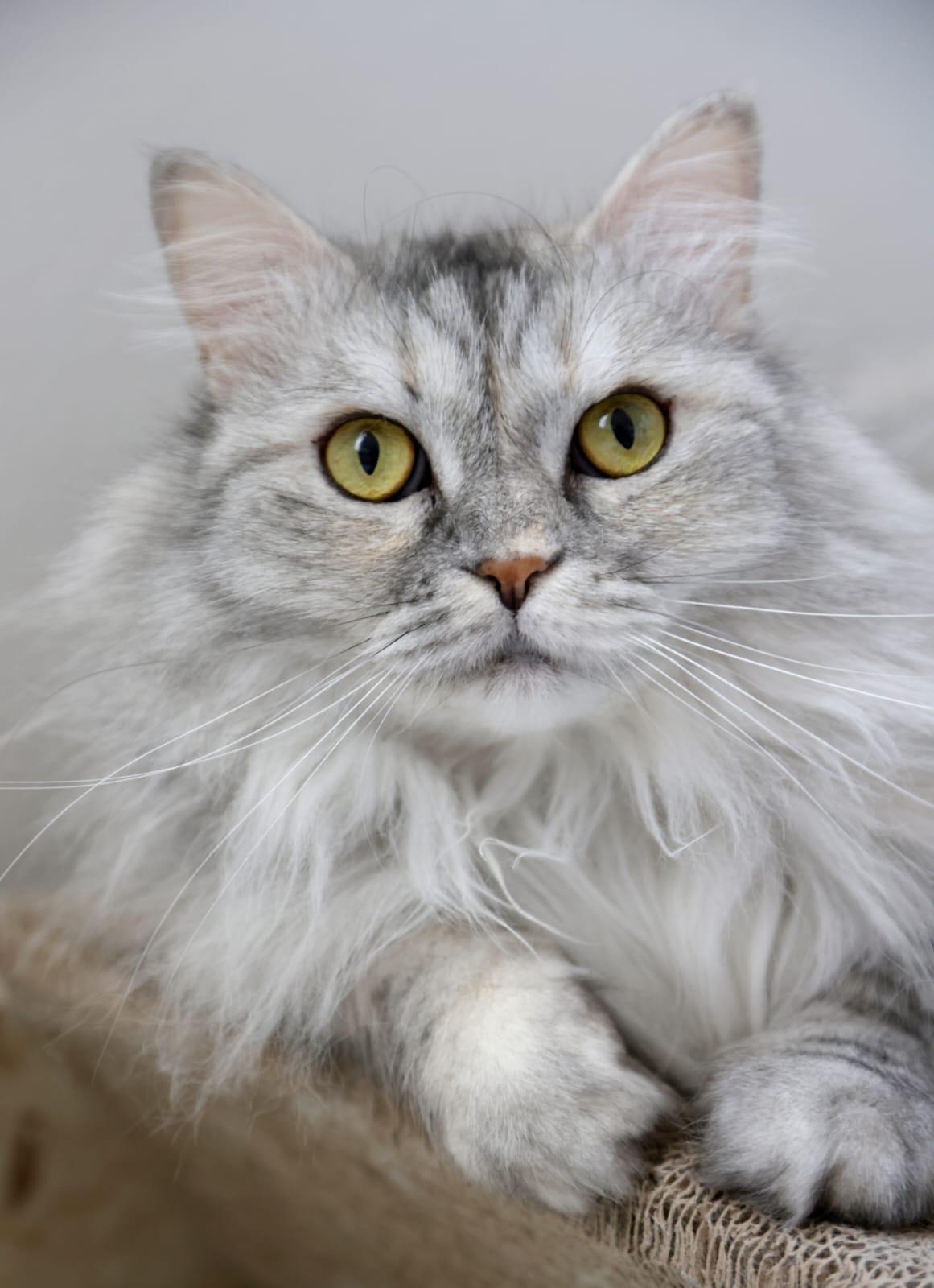 Dreamfyre, adopted, Young Female Domestic Long Hair.