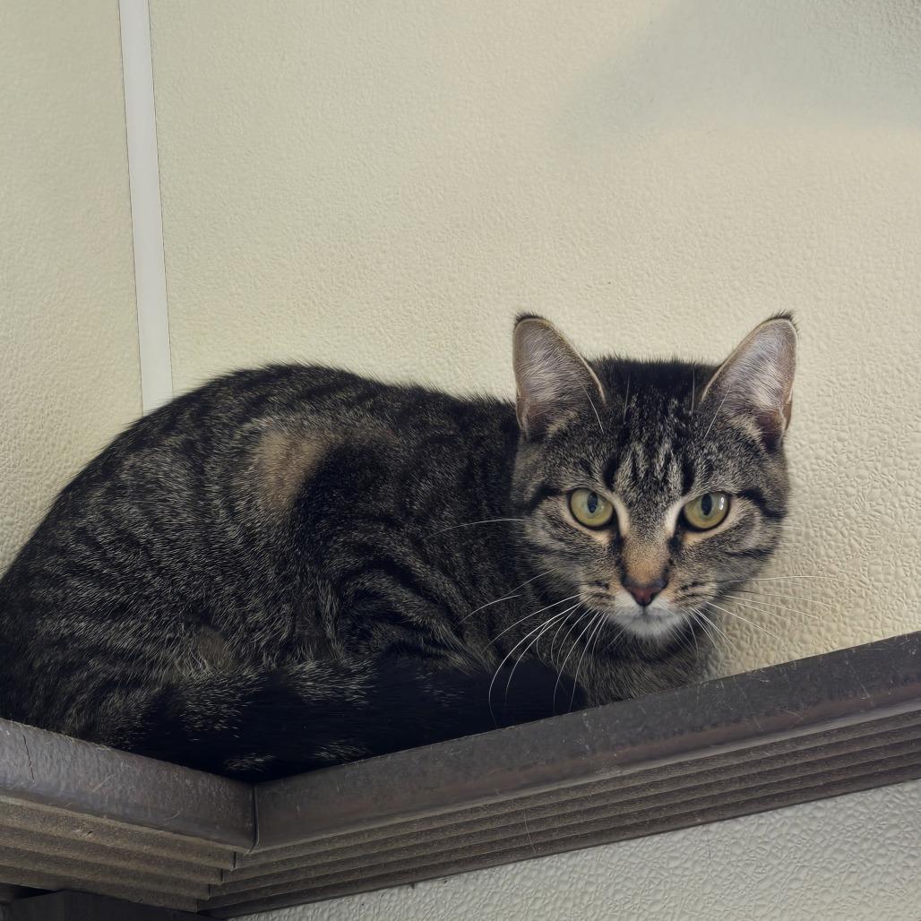 Betty, Adoptable, Adult Female Domestic Short Hair.