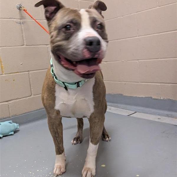 Enlarge Churro, a Adoptable Pit Bull Terrier in Tacoma, WA image 1/1
