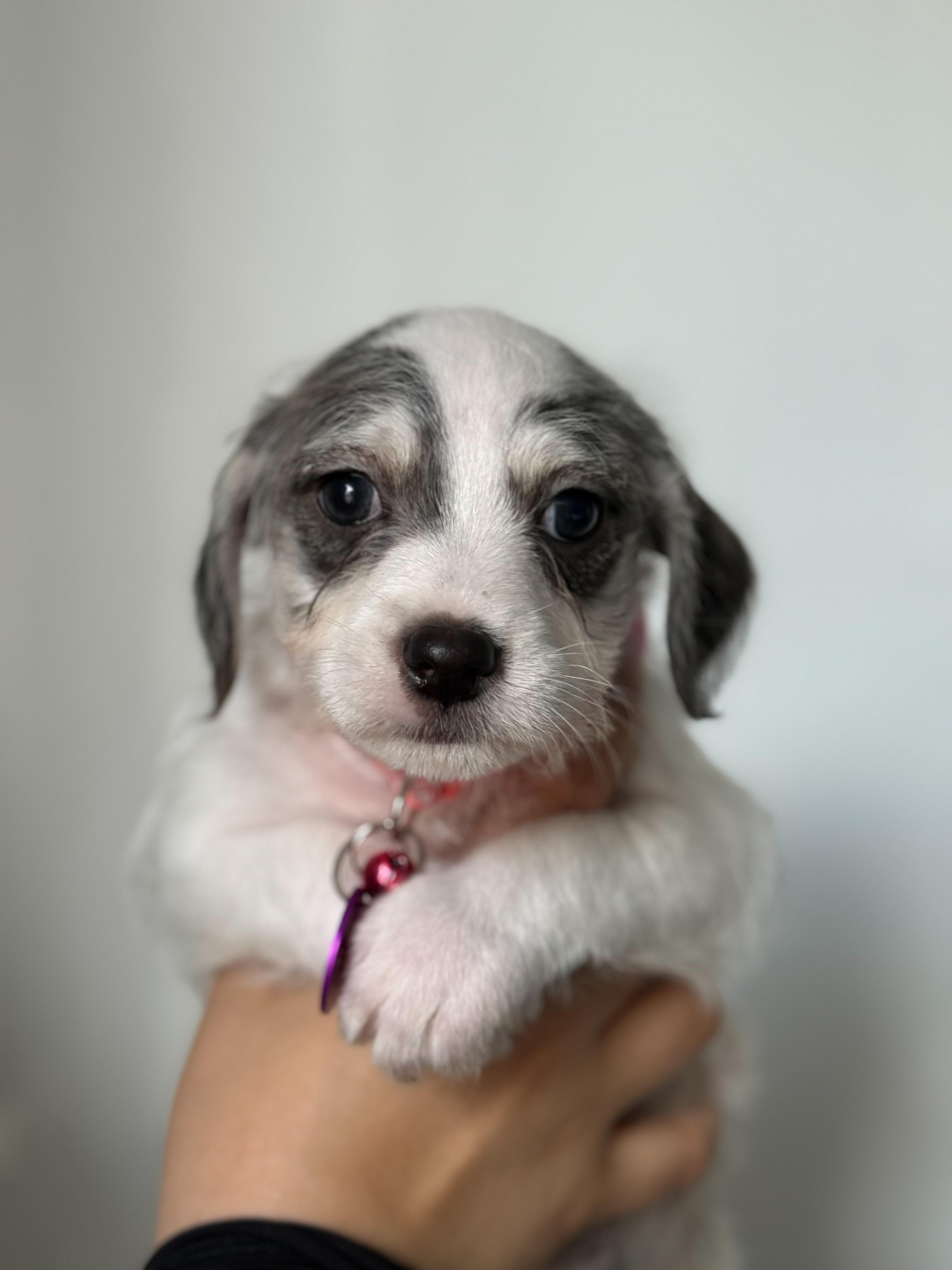 Enlarge Buddy, a ADOPTABLE mixed breed in West Hollywood, CA image 3/3