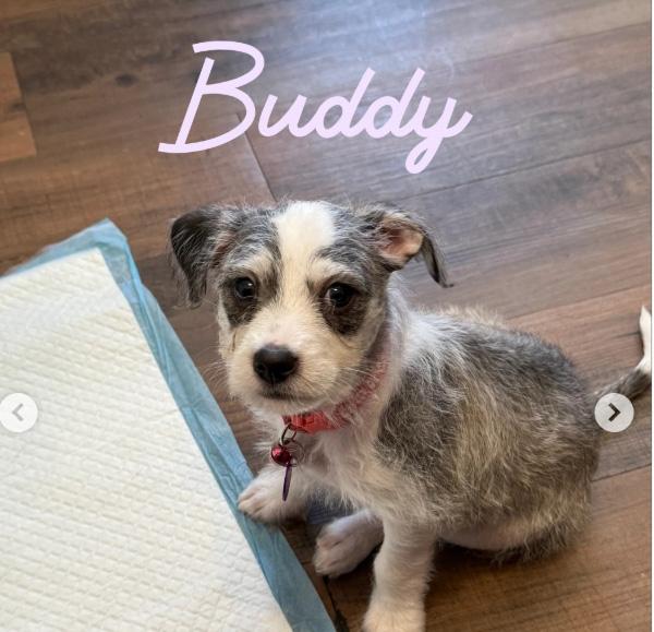 Enlarge Buddy, a ADOPTABLE mixed breed in West Hollywood, CA image 1/3