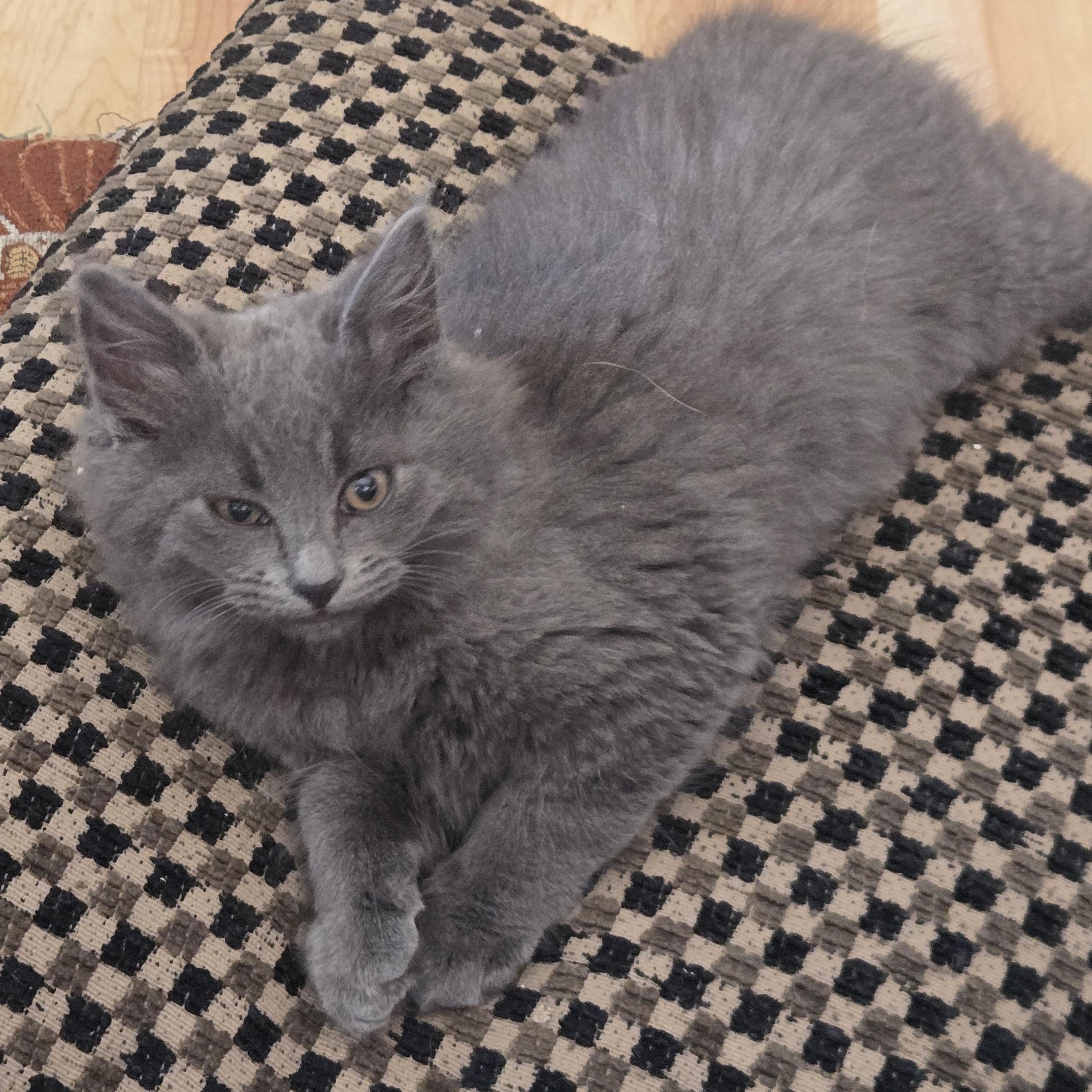 Cirrus, an adopted Domestic Long Hair in Maple Valley, WA image 2/6
