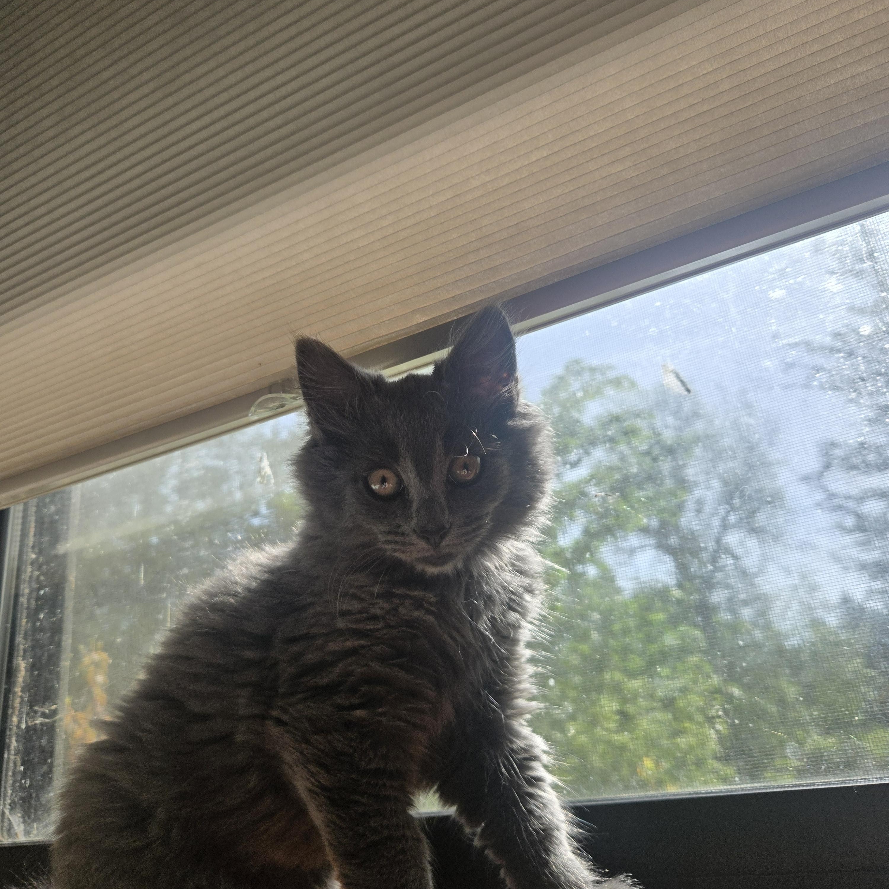 Cirrus, an adopted Domestic Long Hair in Maple Valley, WA image 4/6