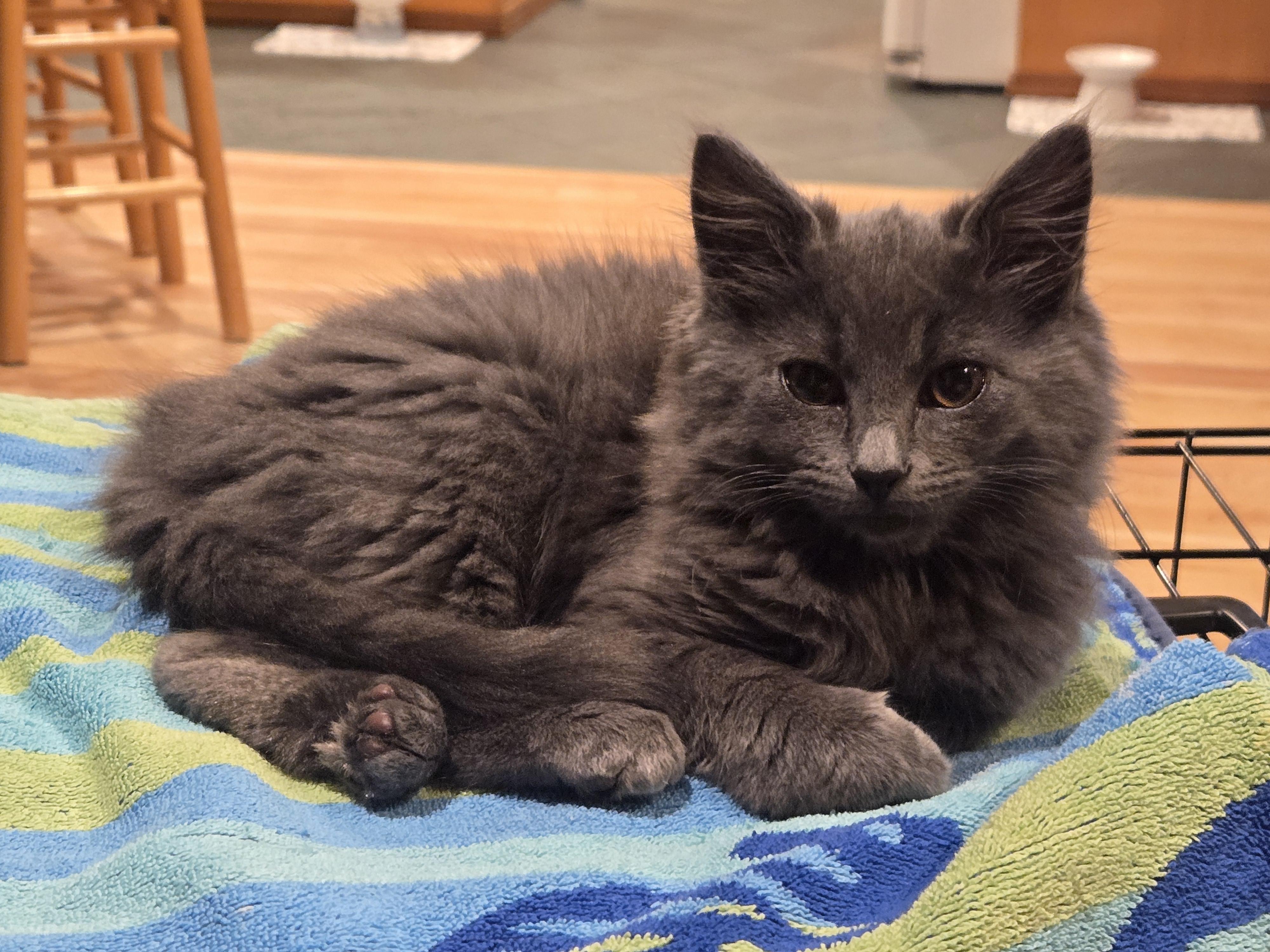 Cirrus, an adopted Domestic Long Hair in Maple Valley, WA image 1/6