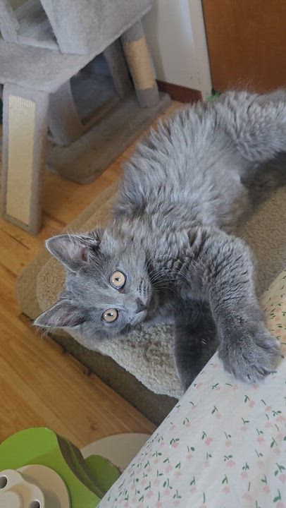 Enlarge Cirrus, an adopted Domestic Long Hair in Maple Valley, WA video 6/6