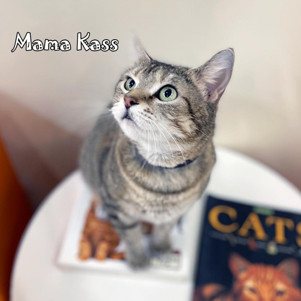 Mama Kass, Adoptable, Adult Female Domestic Short Hair.