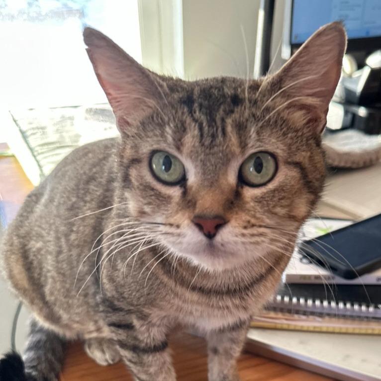 Mama Kass, a Adoptable Domestic Short Hair in Carmel, IN image 2/5
