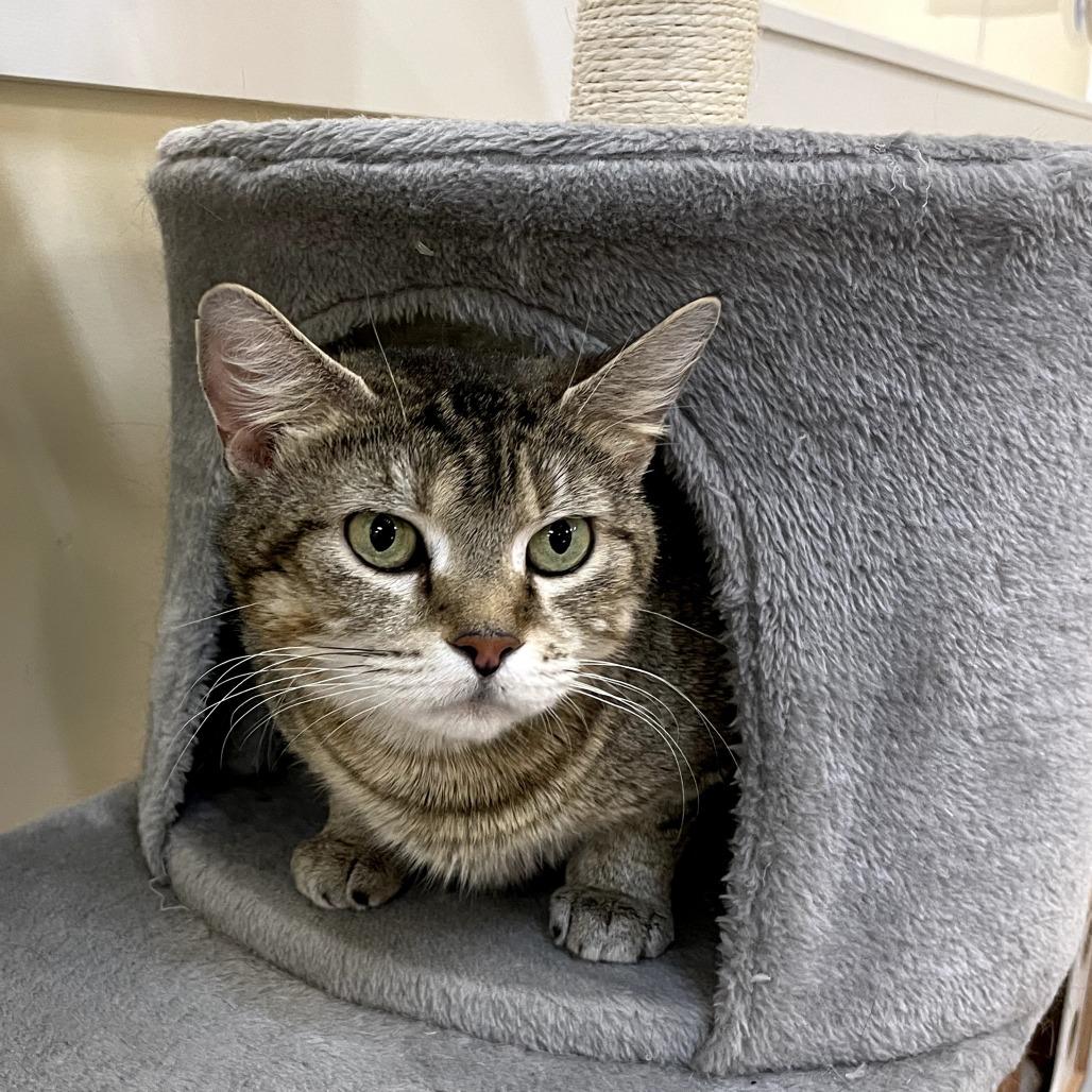 Mama Kass, a Adoptable Domestic Short Hair in Carmel, IN image 3/5