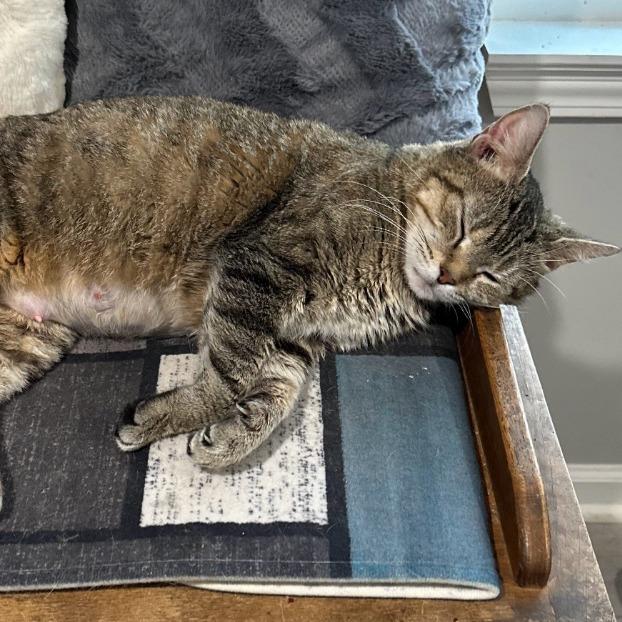 Mama Kass, a Adoptable Domestic Short Hair in Carmel, IN image 4/5