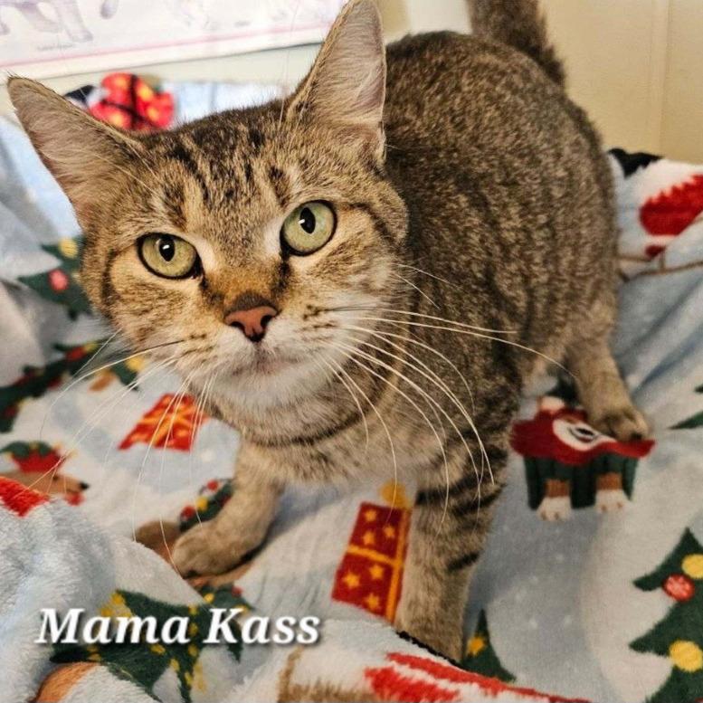 Mama Kass, a Adoptable Domestic Short Hair in Carmel, IN image 5/5