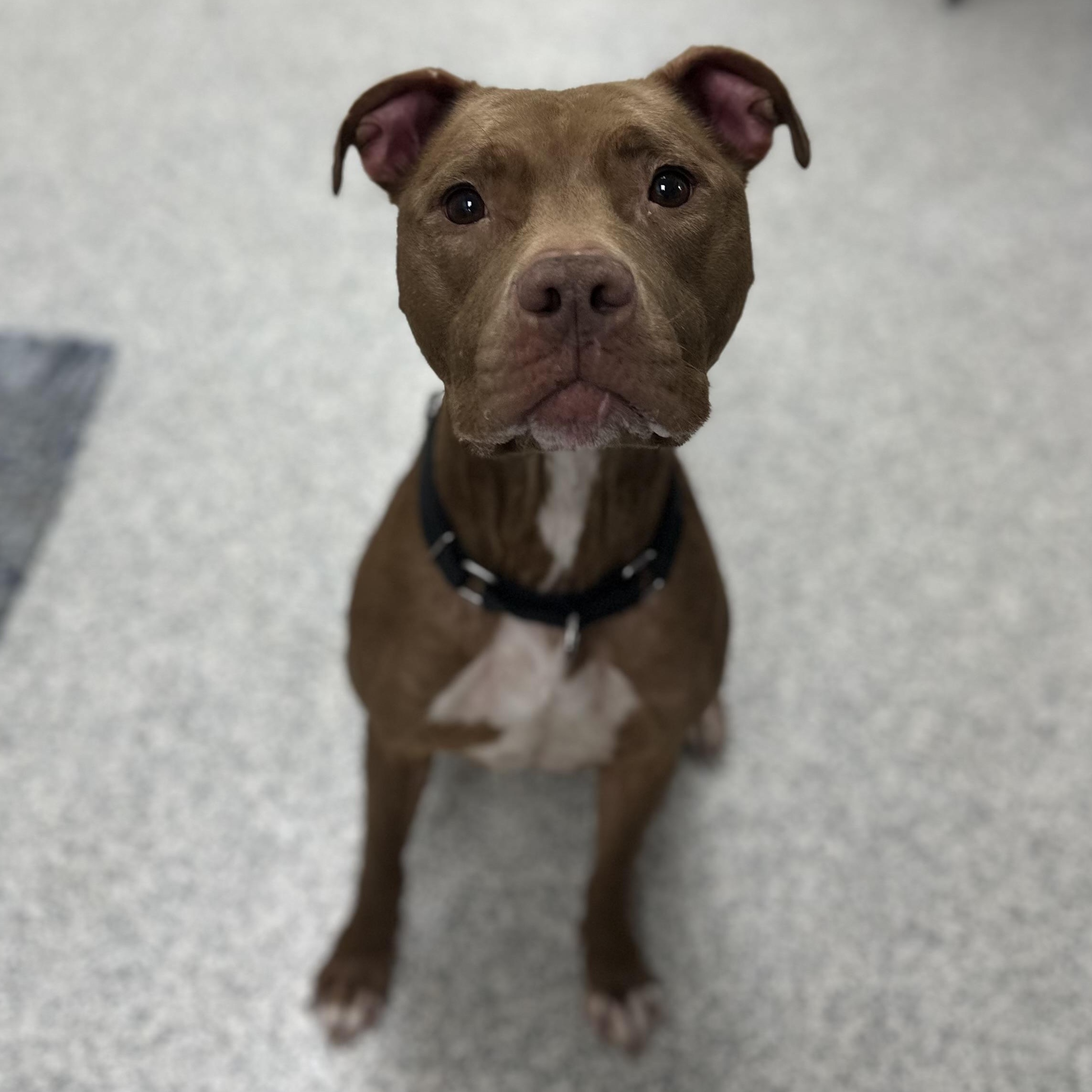 Enlarge Cantina, a Adoptable Mixed Breed in Youngstown, OH image 3/5