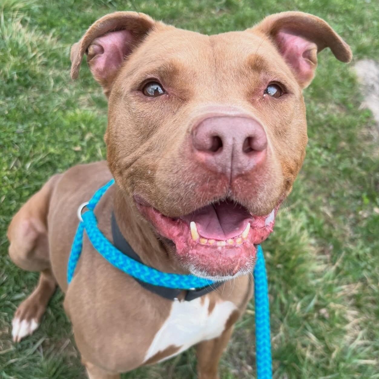 Cantina, Adoptable, Adult Female Mixed Breed.