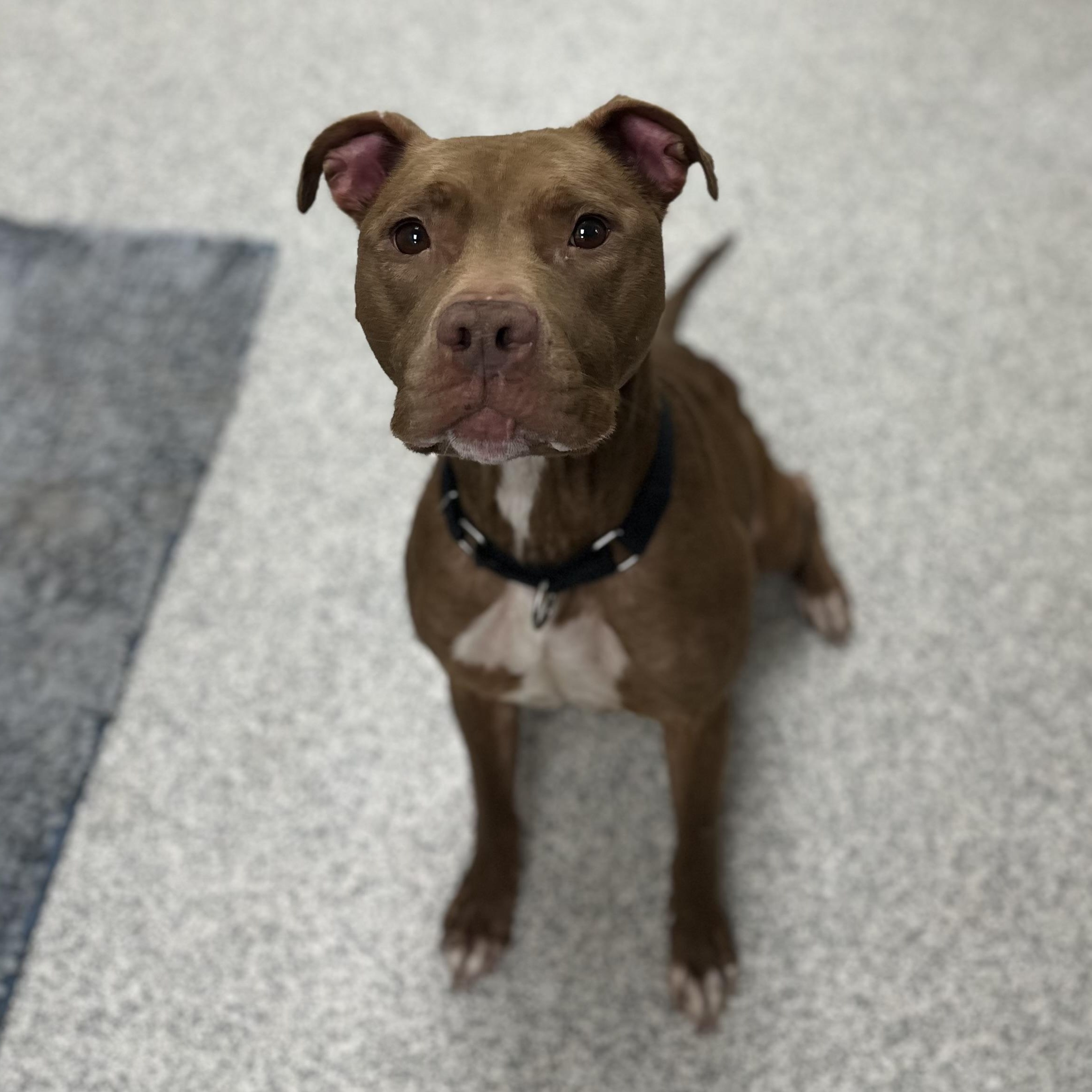 Enlarge Cantina, a Adoptable Mixed Breed in Youngstown, OH image 4/5