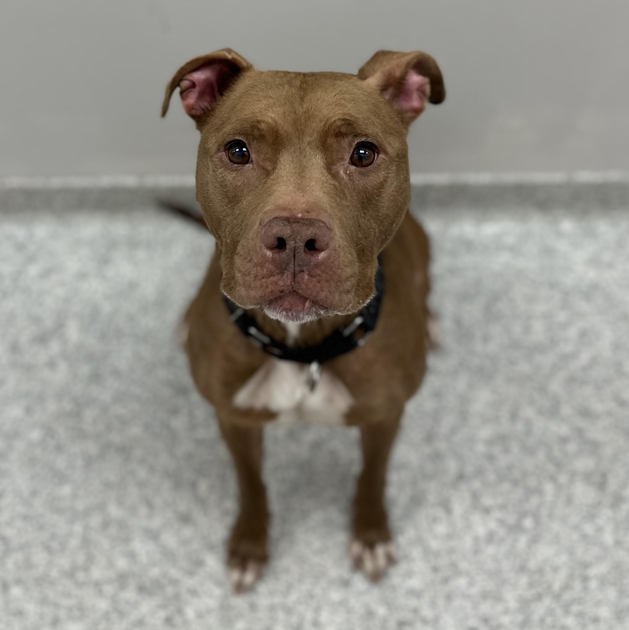 Enlarge Cantina, a Adoptable Mixed Breed in Youngstown, OH image 2/5
