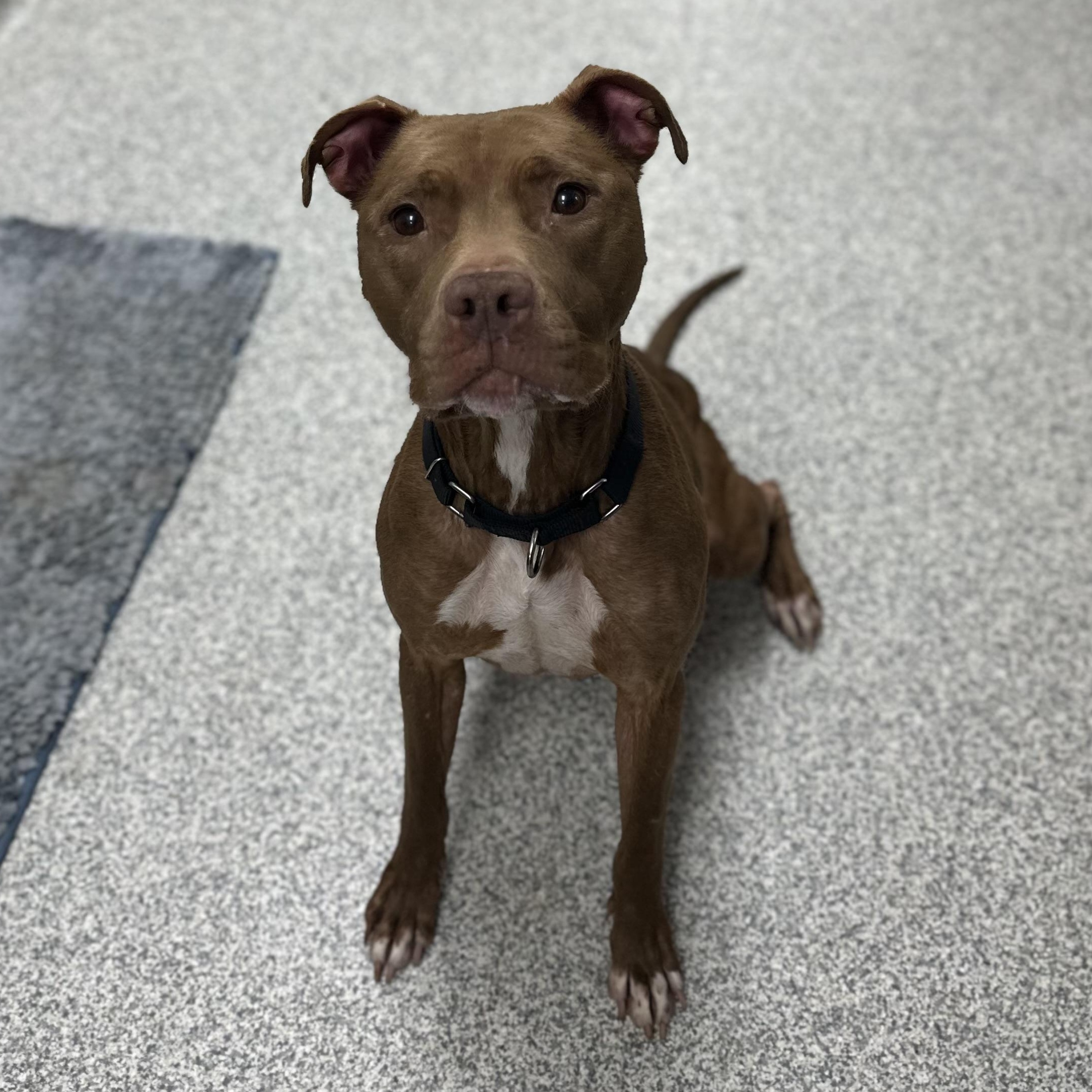 Enlarge Cantina, a Adoptable Mixed Breed in Youngstown, OH image 5/5