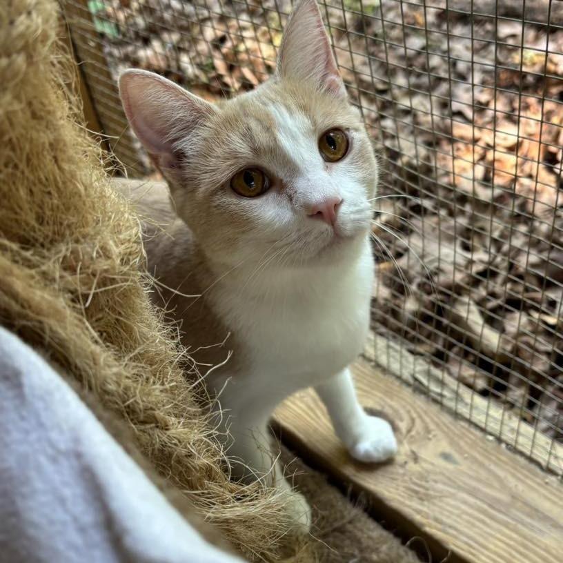 Enlarge Lily, a Adoptable Domestic Short Hair in Alexandria, VA image 1/1