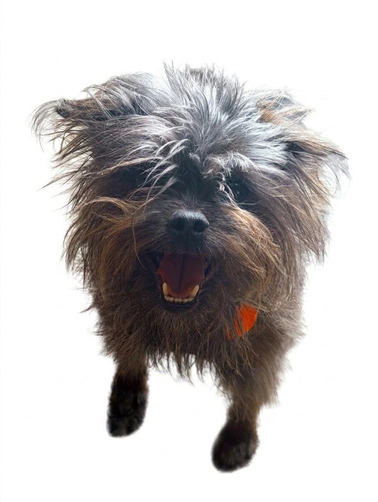 Enlarge Lila, a ADOPTABLE mixed breed in Prior Lake, MN image 3/5