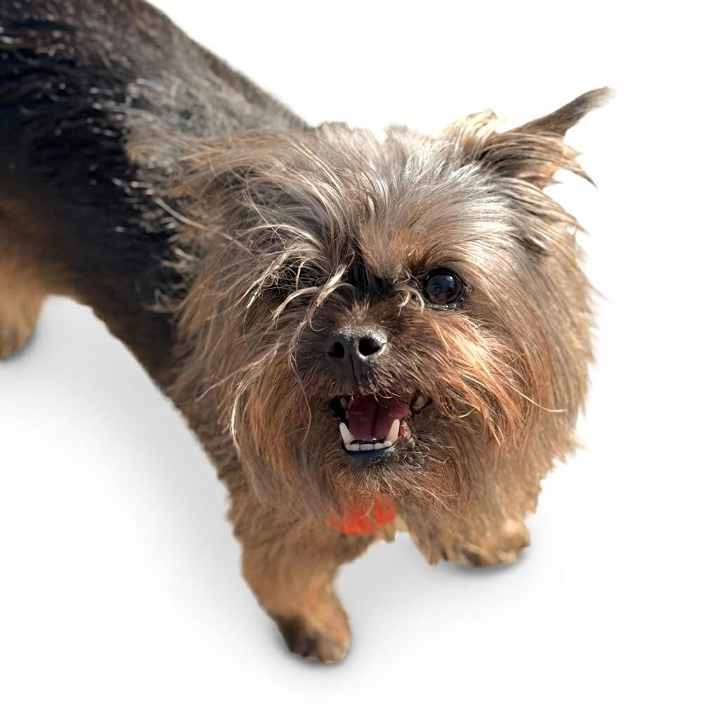 Enlarge Lila, a ADOPTABLE mixed breed in Prior Lake, MN image 2/5