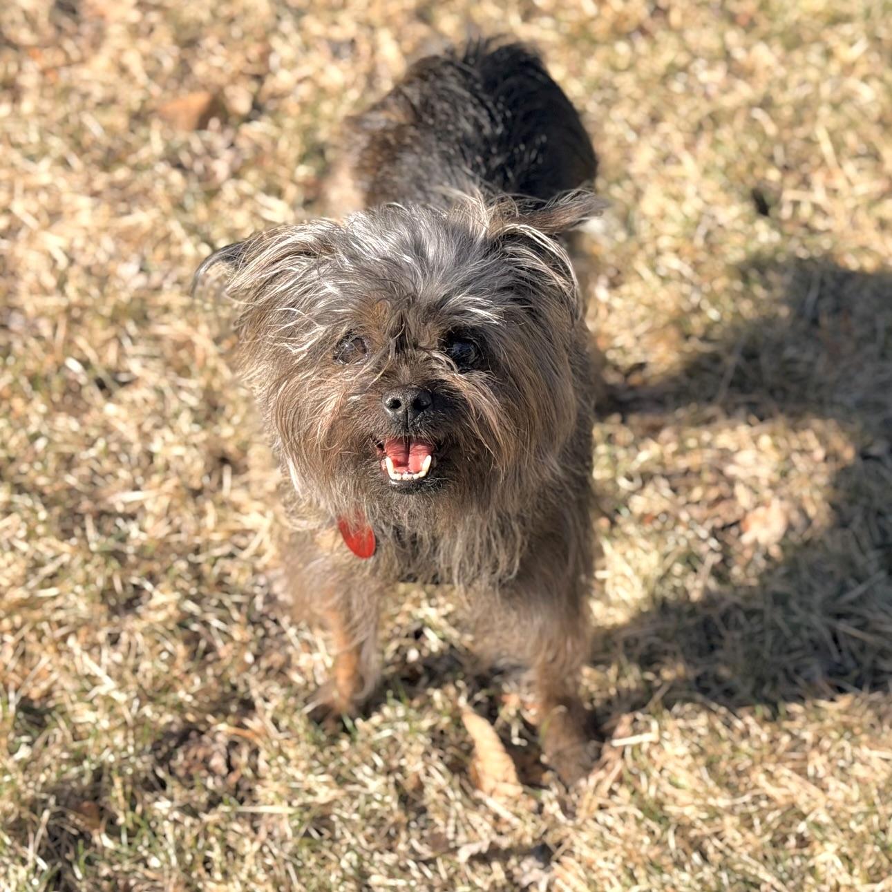 Enlarge Lila, a ADOPTABLE mixed breed in Prior Lake, MN image 5/5