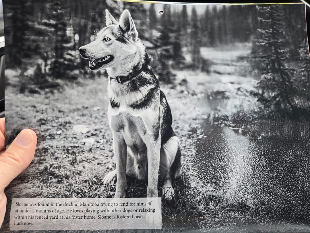 Sloane, born May 2023, Adult Male Siberian Husky