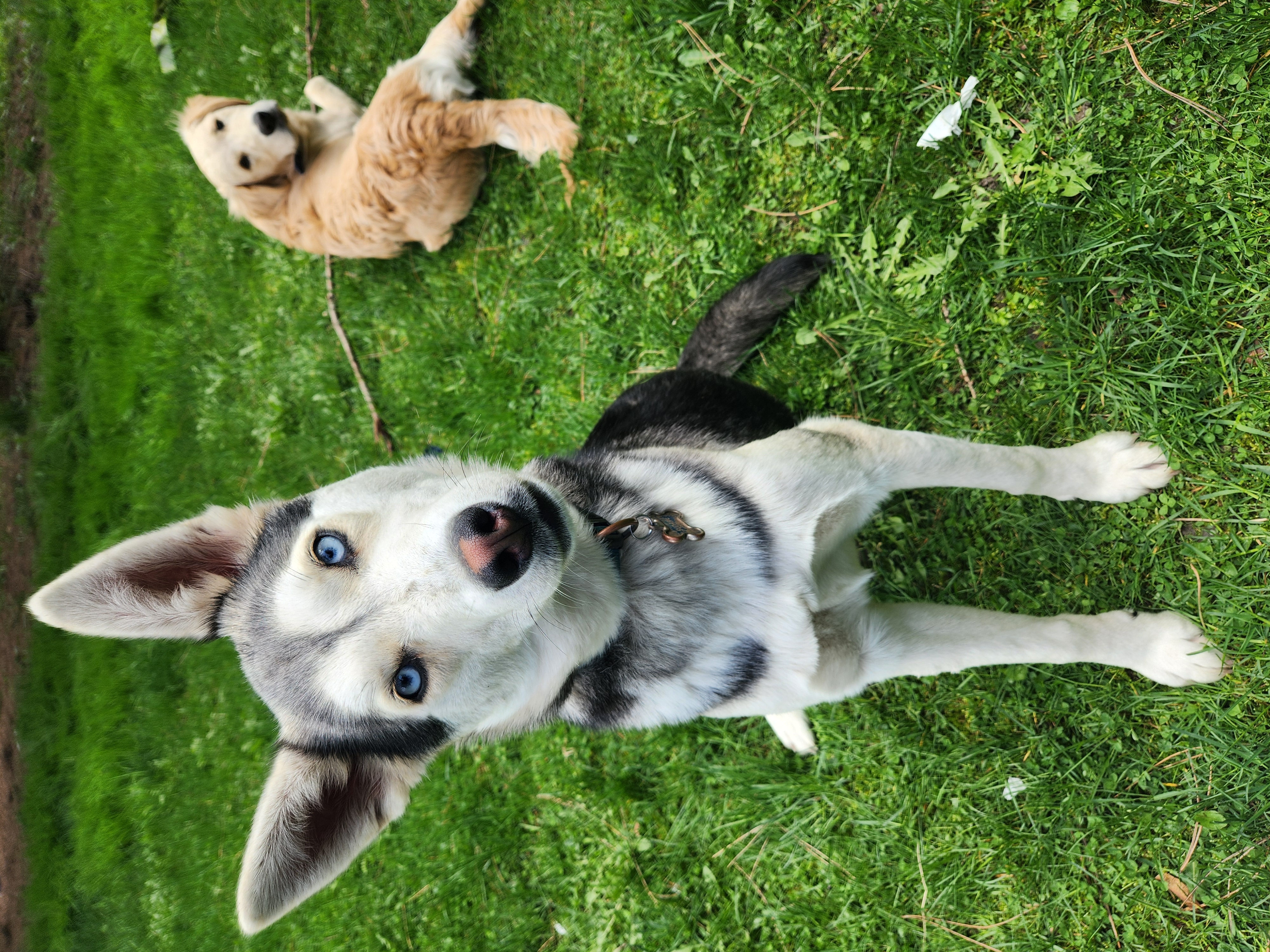 Sloane, born May 2023, a Adoptable Siberian Husky in Lucknow, ON image 3/5
