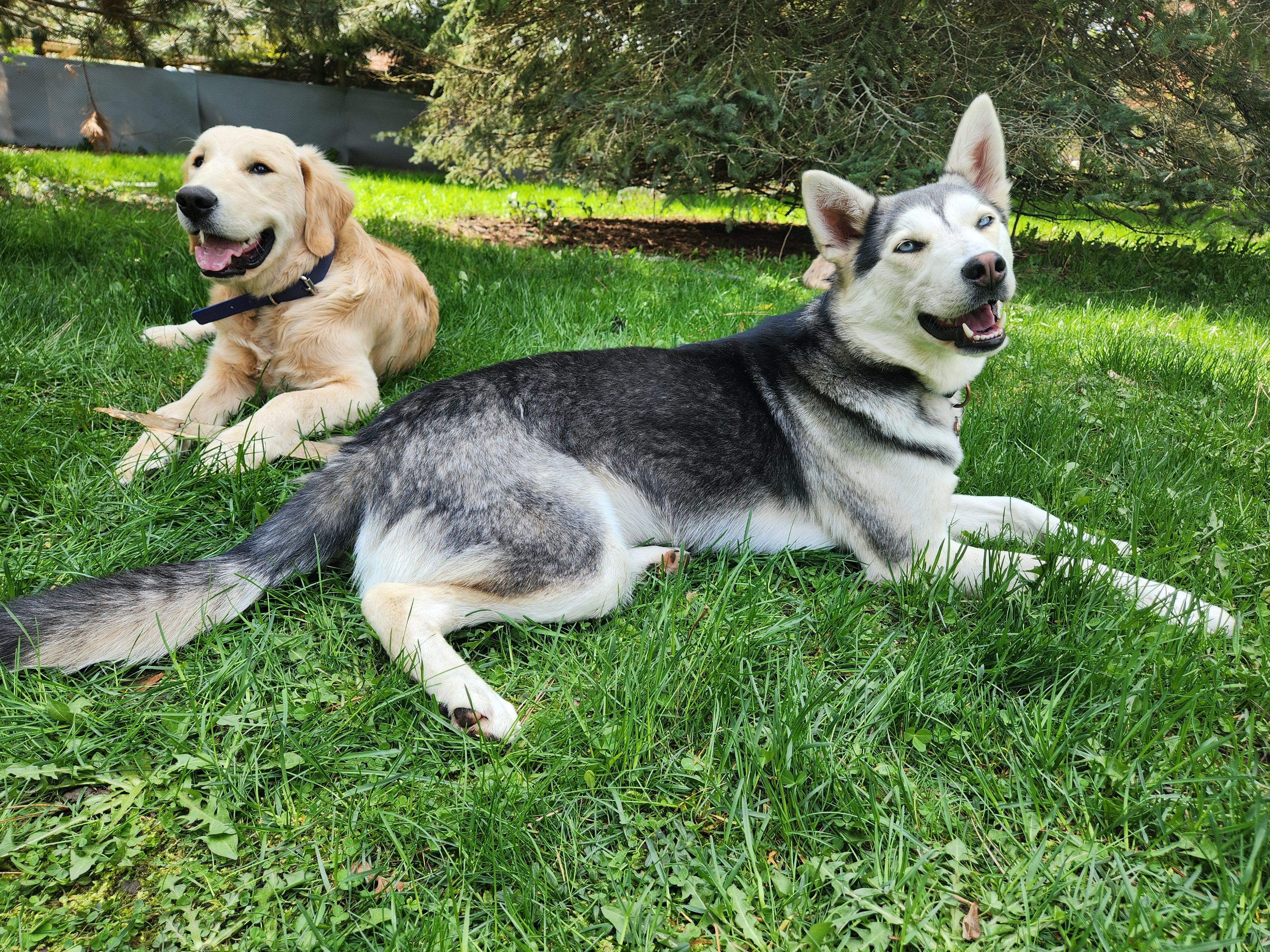 Sloane, born May 2023, a Adoptable Siberian Husky in Lucknow, ON image 5/5