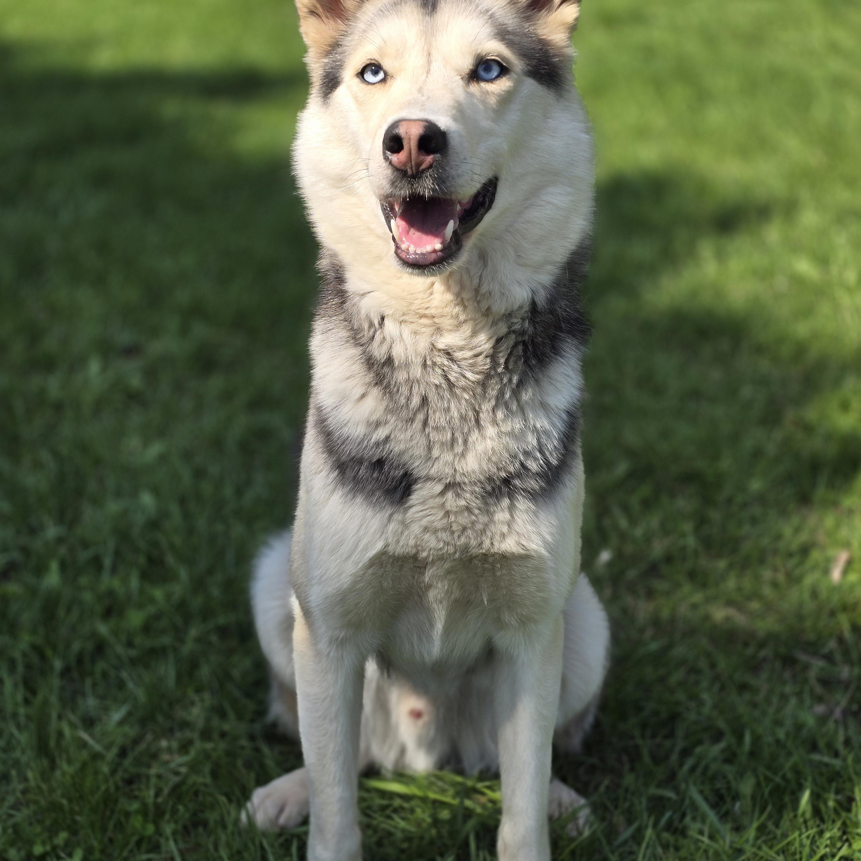 Enlarge Sloane, born May 2023, a Adoptable Siberian Husky in Lucknow, ON image 4/6