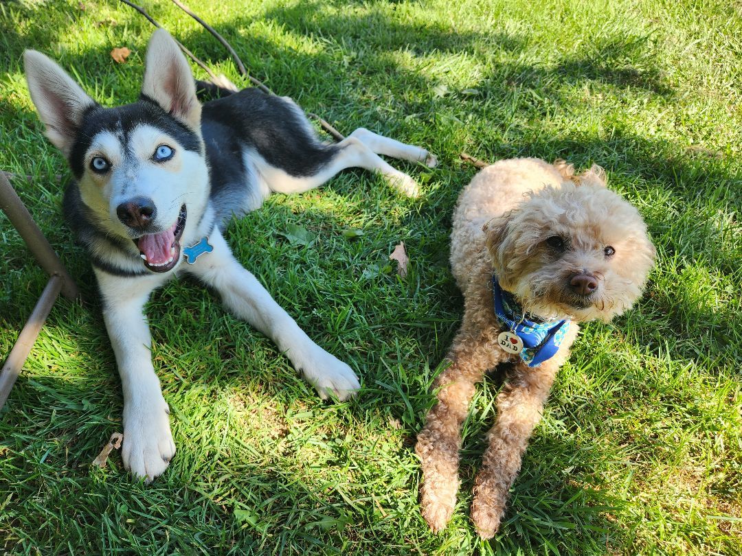Sloane, born May 2023, a Adoptable Siberian Husky in Lucknow, ON image 4/5