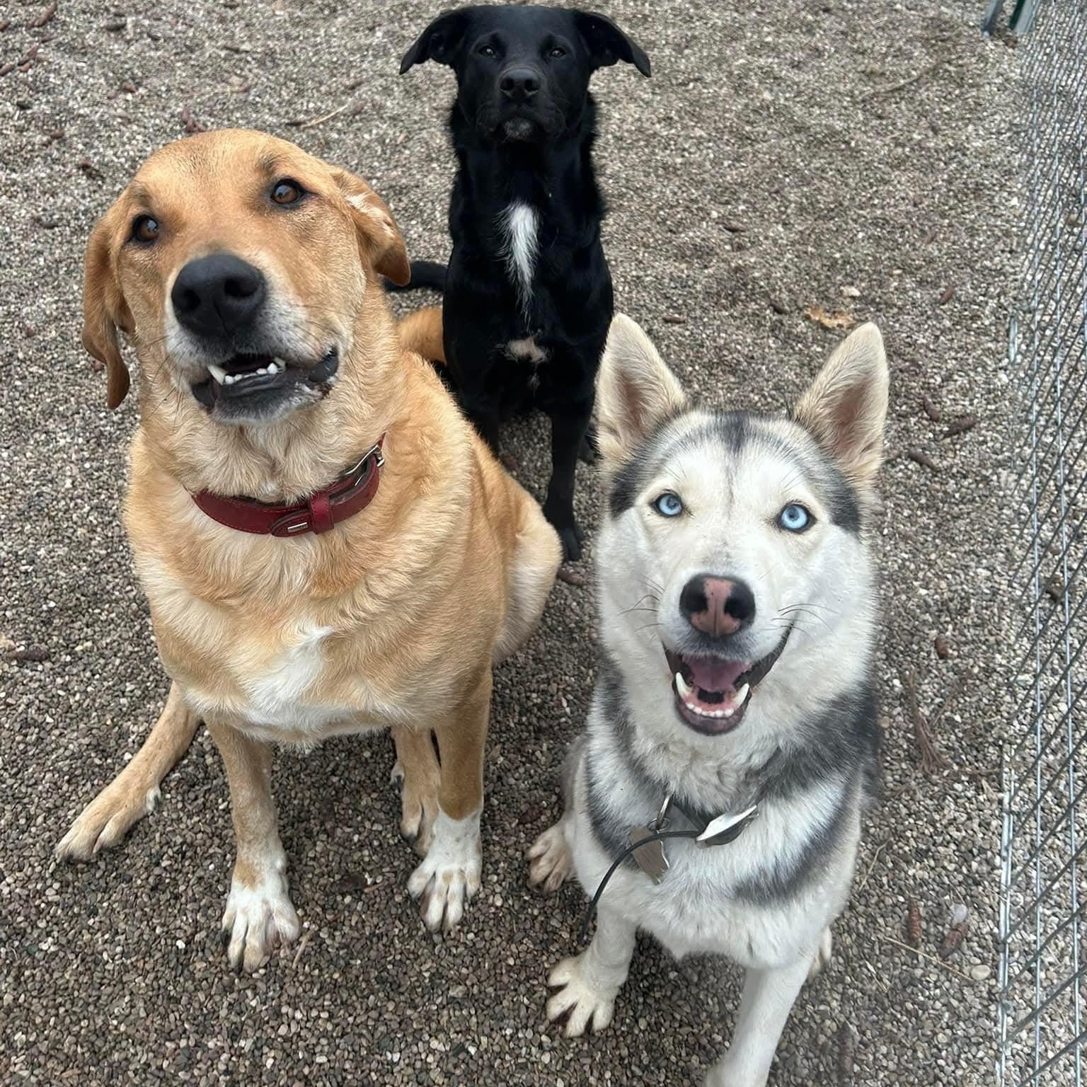 Sloane, born May 2023, Adoptable, Adult Male Siberian Husky.