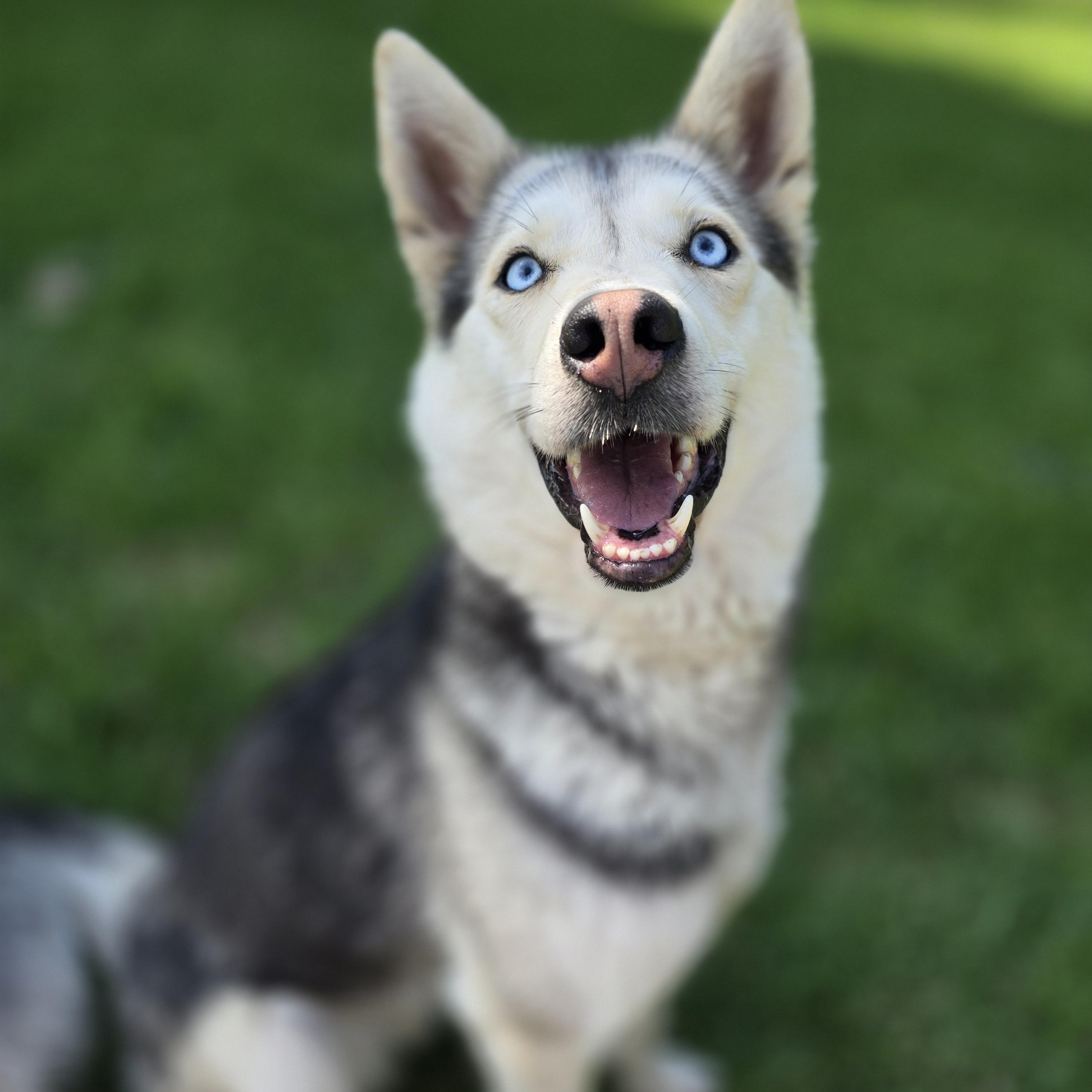 Enlarge Sloane, born May 2023, a Adoptable Siberian Husky in Lucknow, ON image 2/6