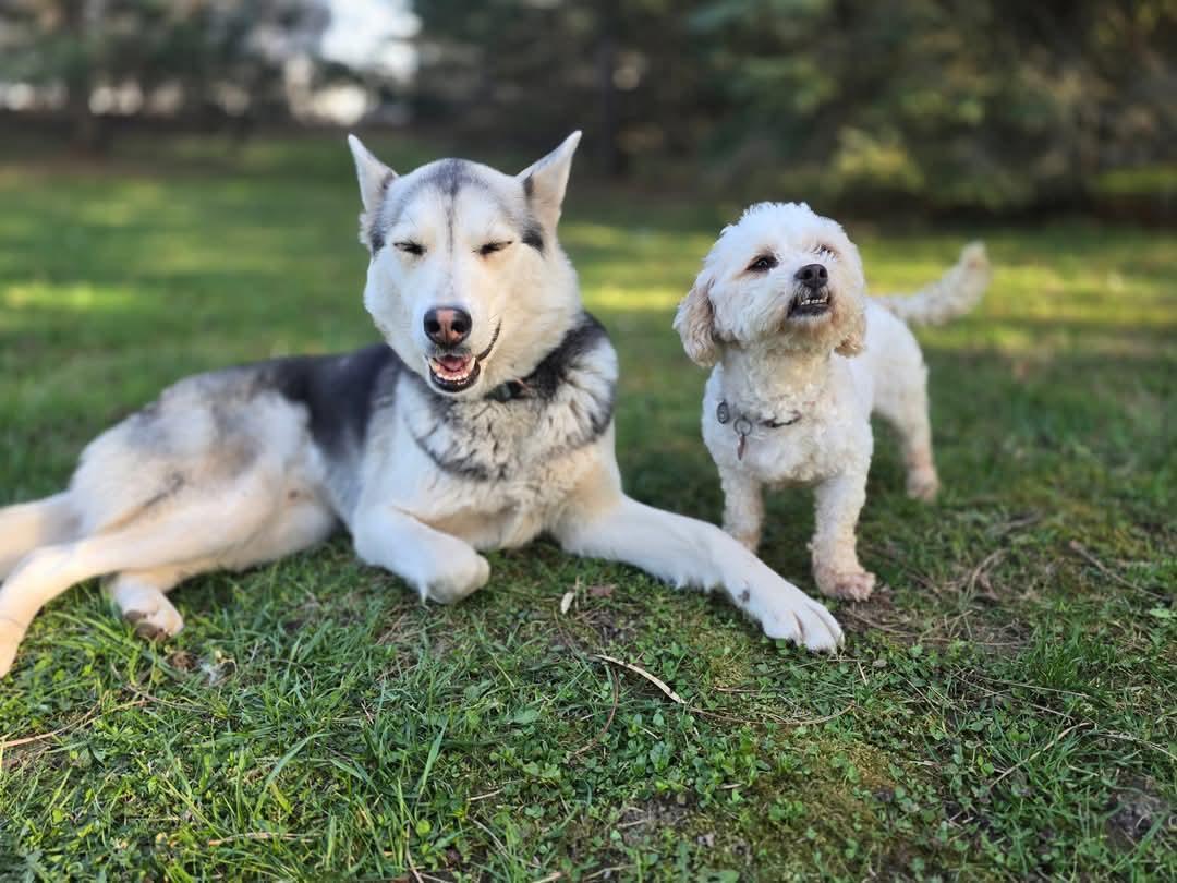 Sloane, born May 2023, Adoptable, Adult Male Siberian Husky.