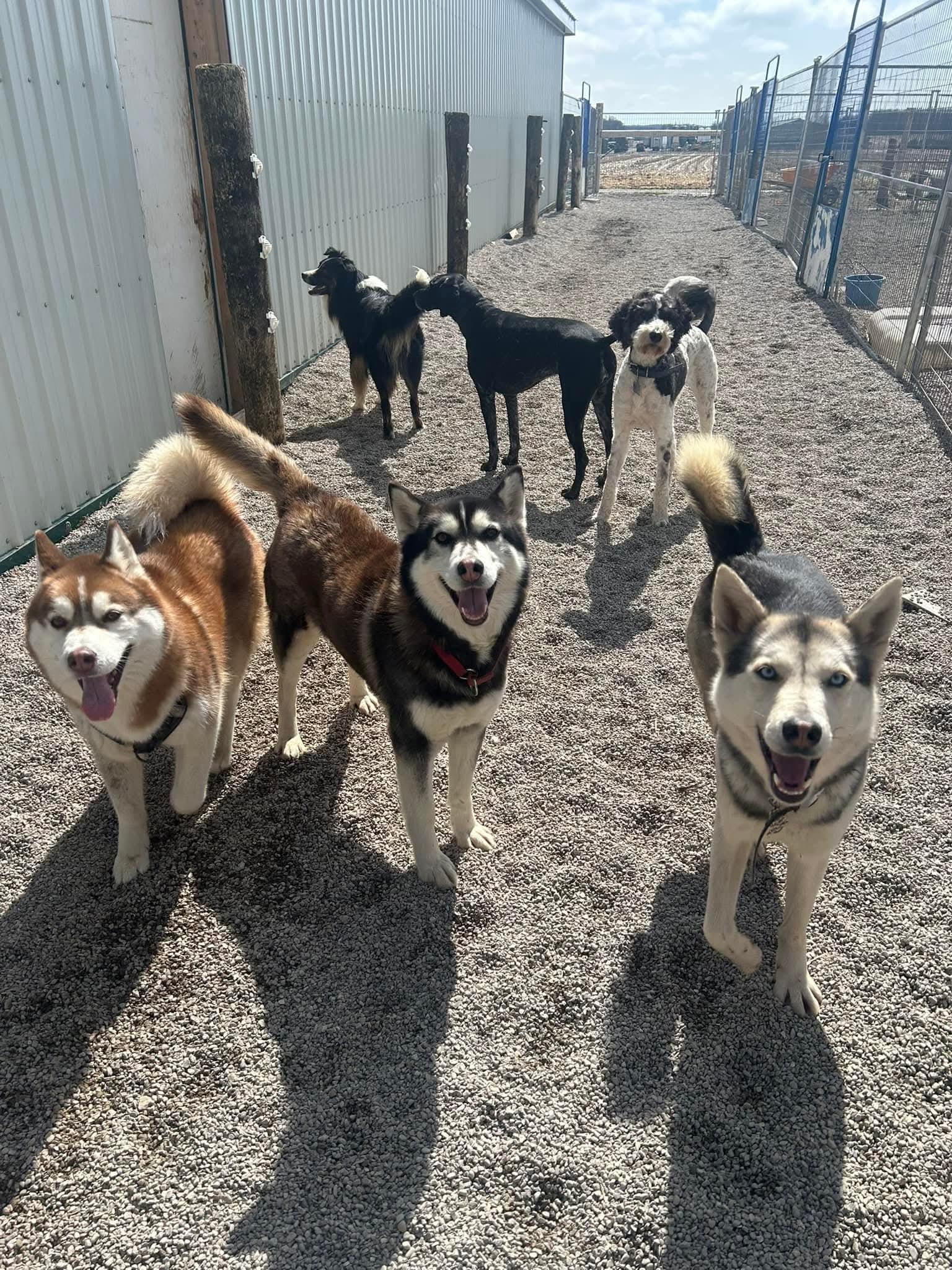 Enlarge Sloane, born May 2023, a Adoptable Siberian Husky in Lucknow, ON image 4/6