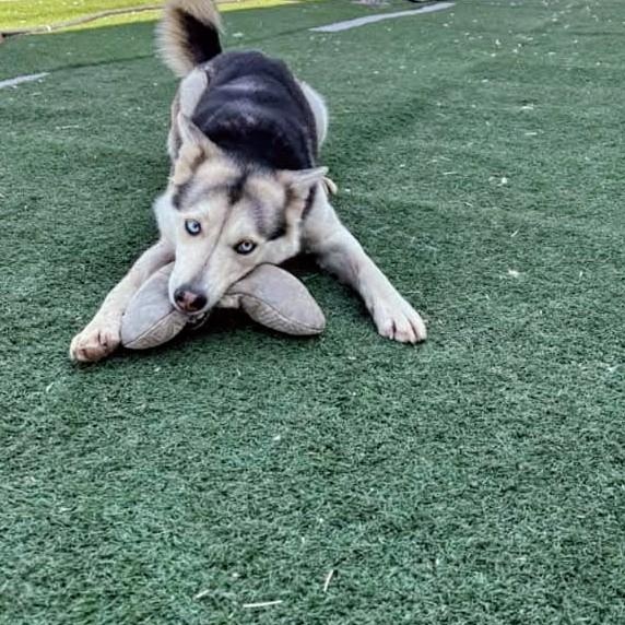 Enlarge Sloane, born May 2023, a Adoptable Siberian Husky in Lucknow, ON image 3/6