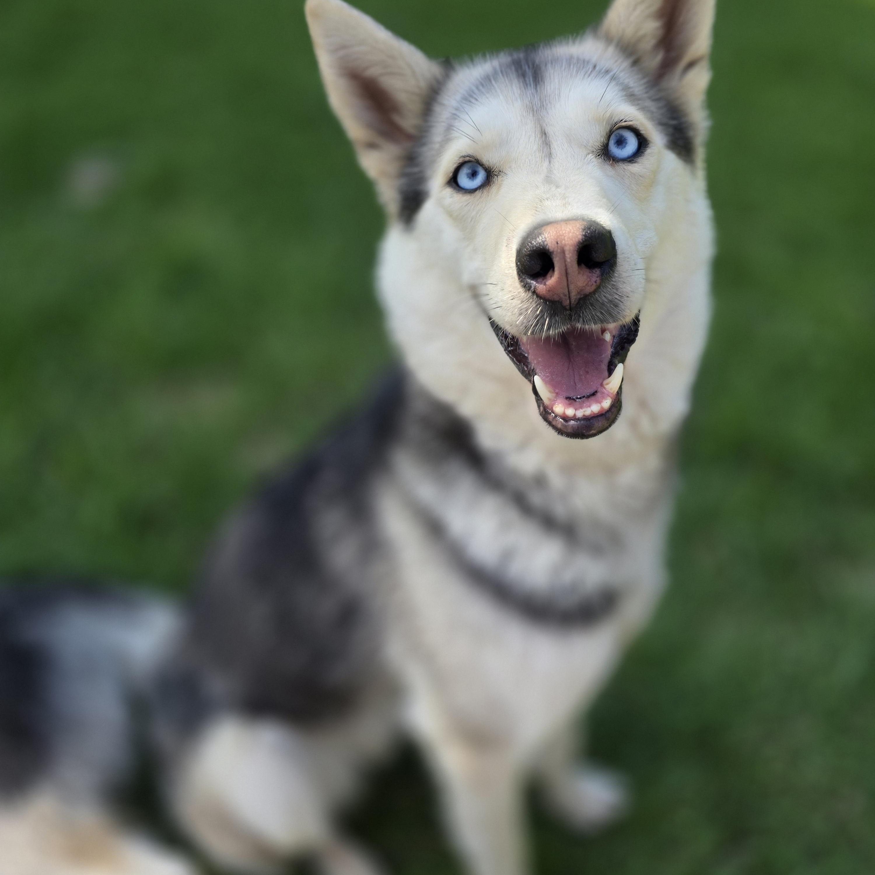 Enlarge Sloane, born May 2023, a Adoptable Siberian Husky in Lucknow, ON image 3/6
